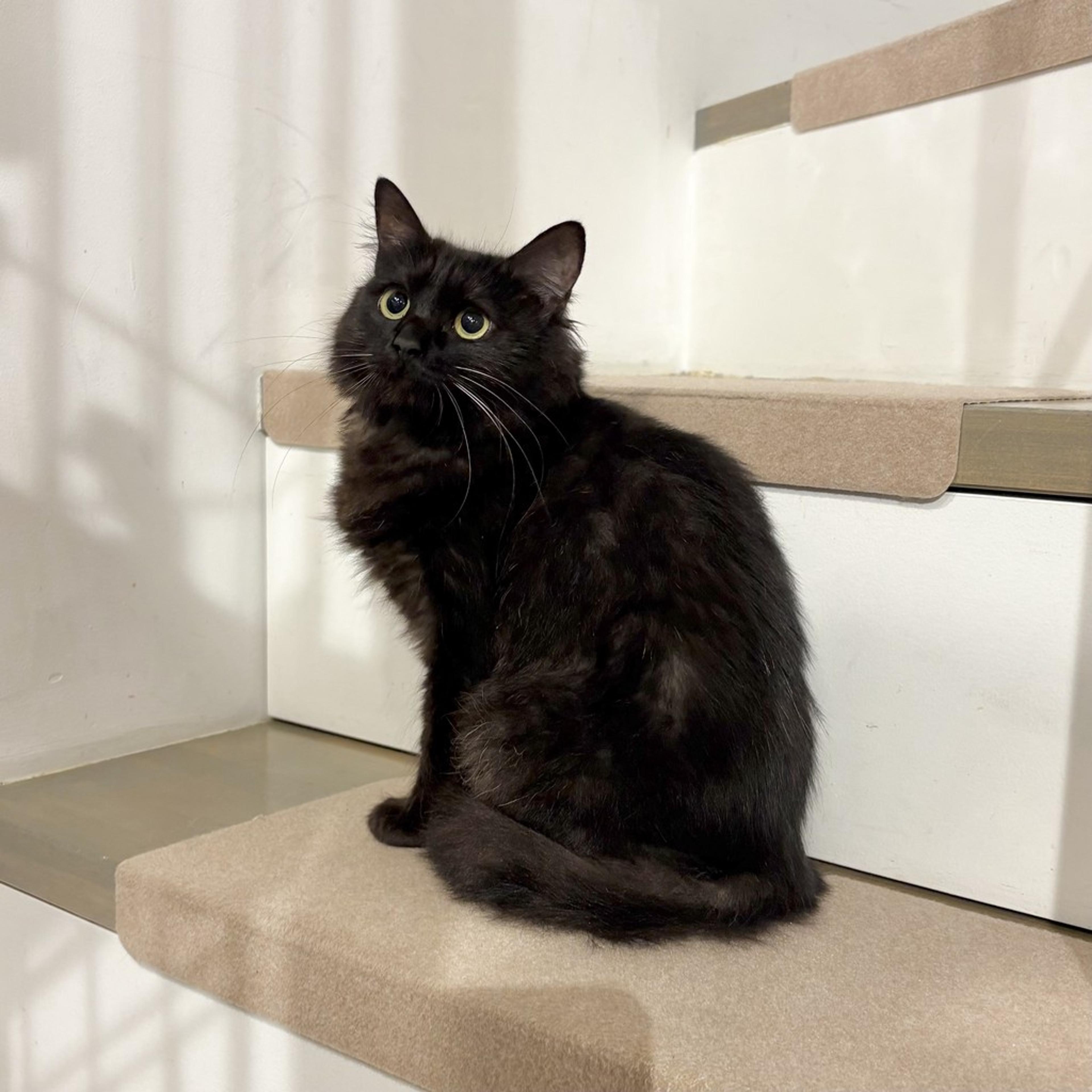 pet-image-4