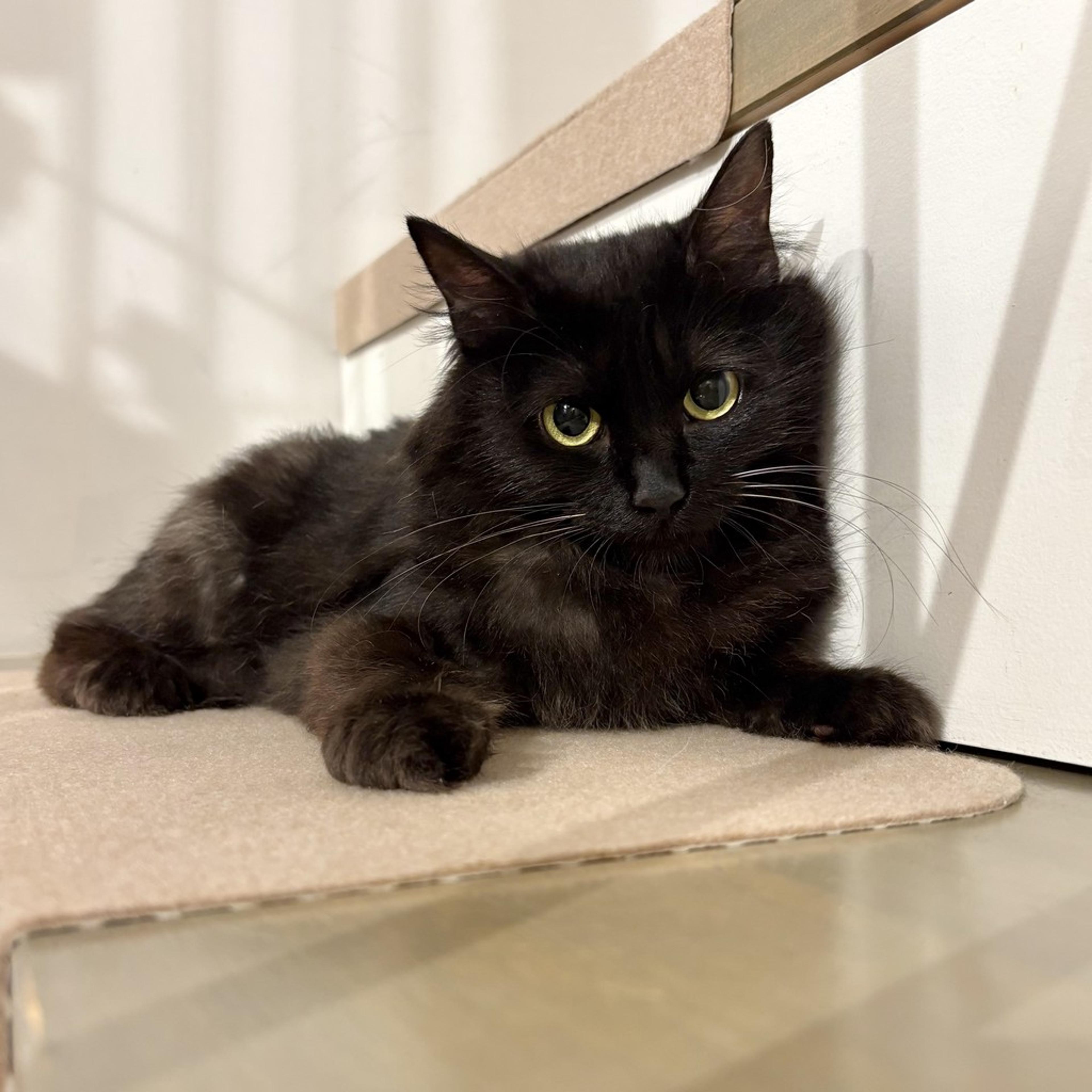 pet-image-5