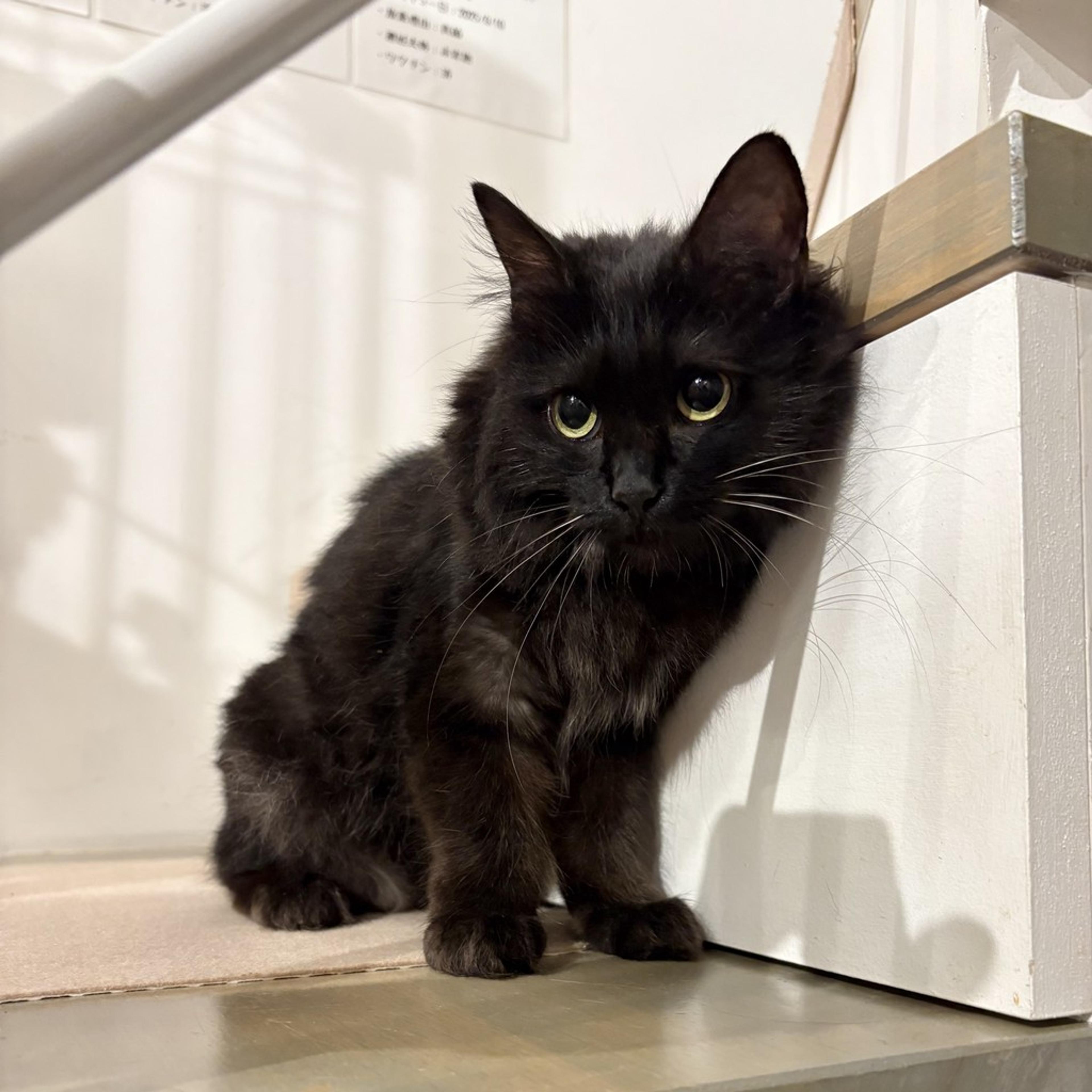 pet-image-6