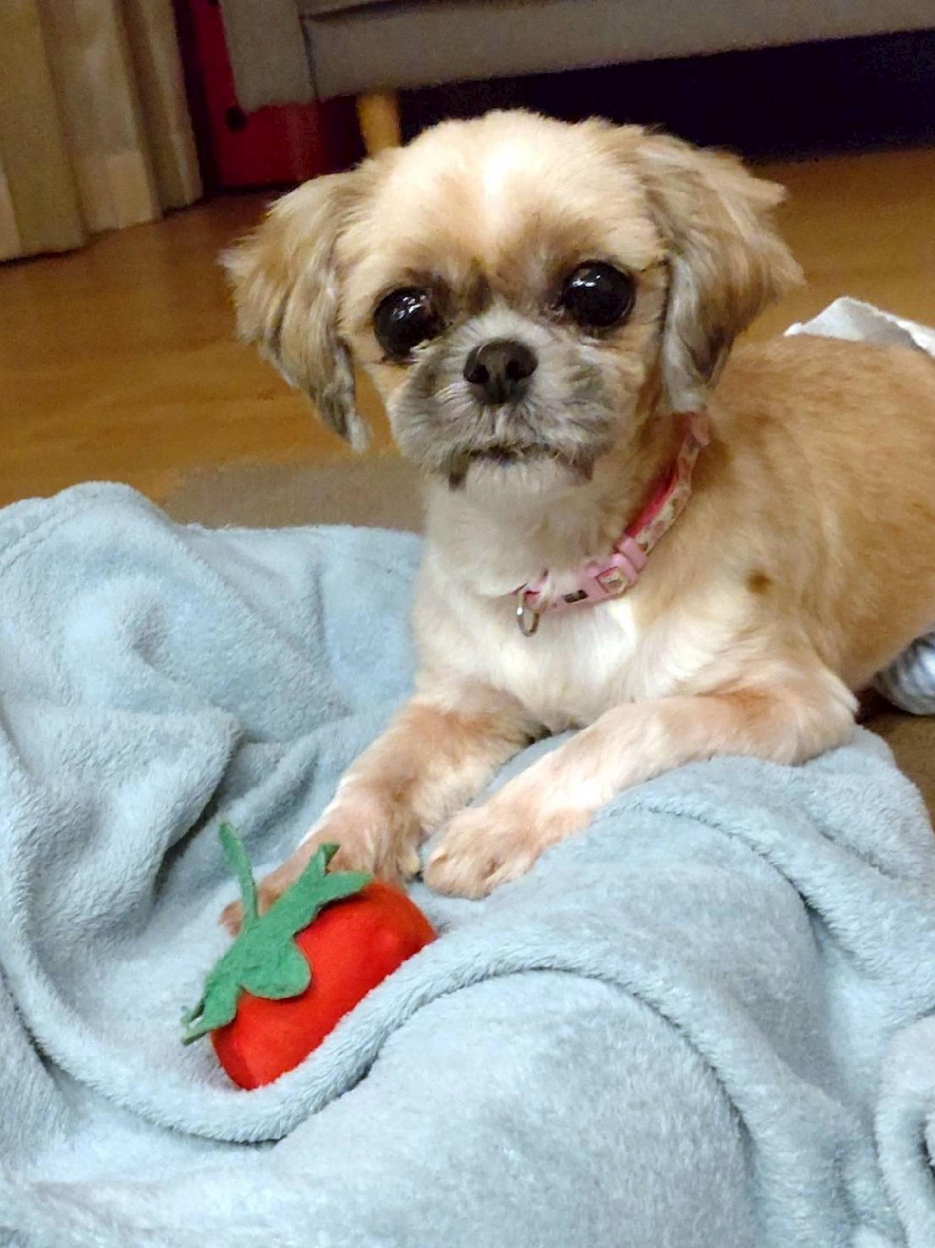 pet-image-3