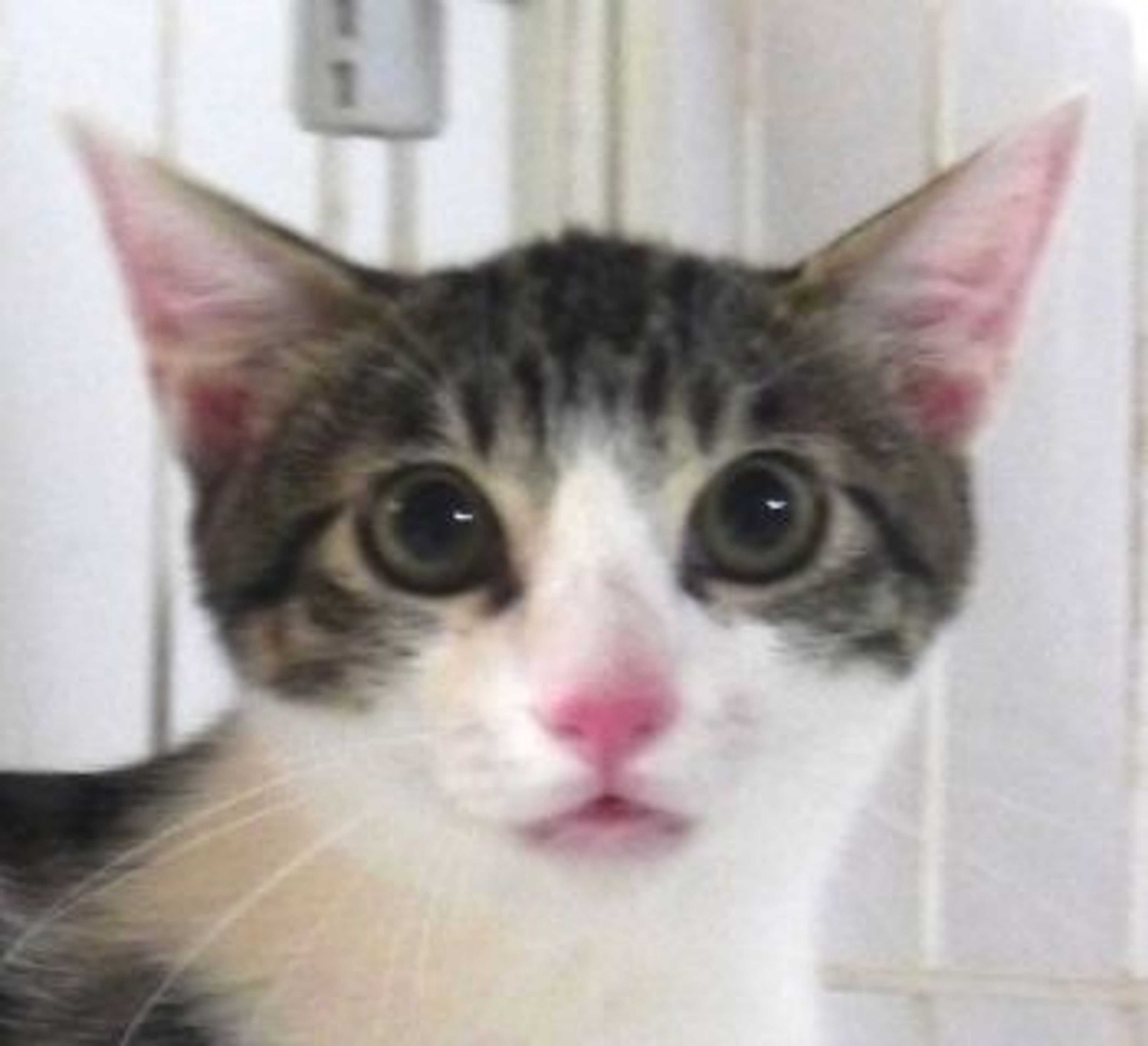 雑種（ミックス猫）・オスの里親募集の写真