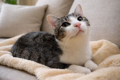 雑種（ミックス猫）・オスの里親募集の写真