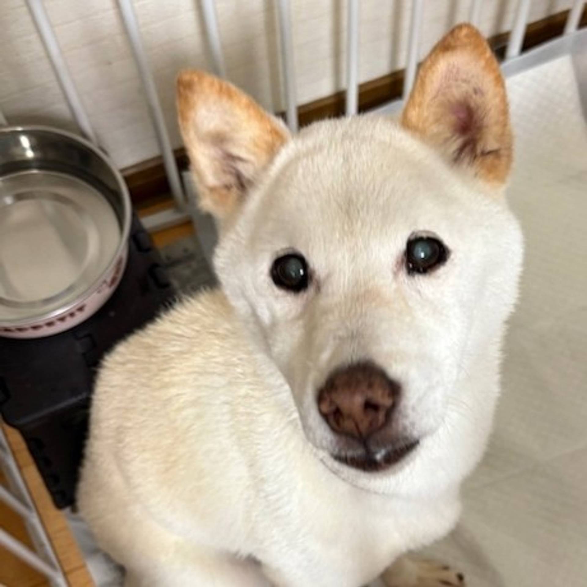 雑種（ミックス犬）・メスの里親募集の写真