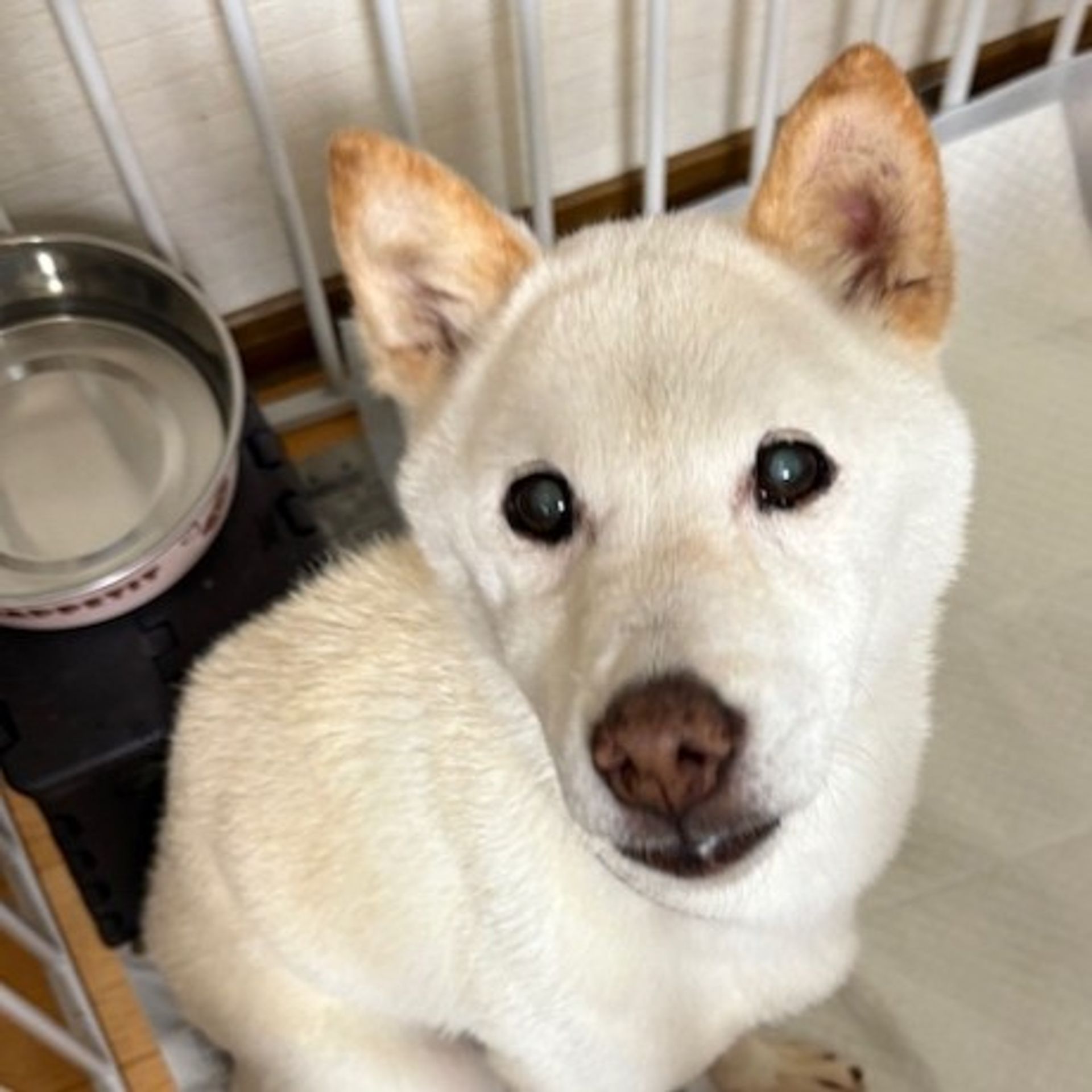 雑種（ミックス犬）・メスの里親募集の写真