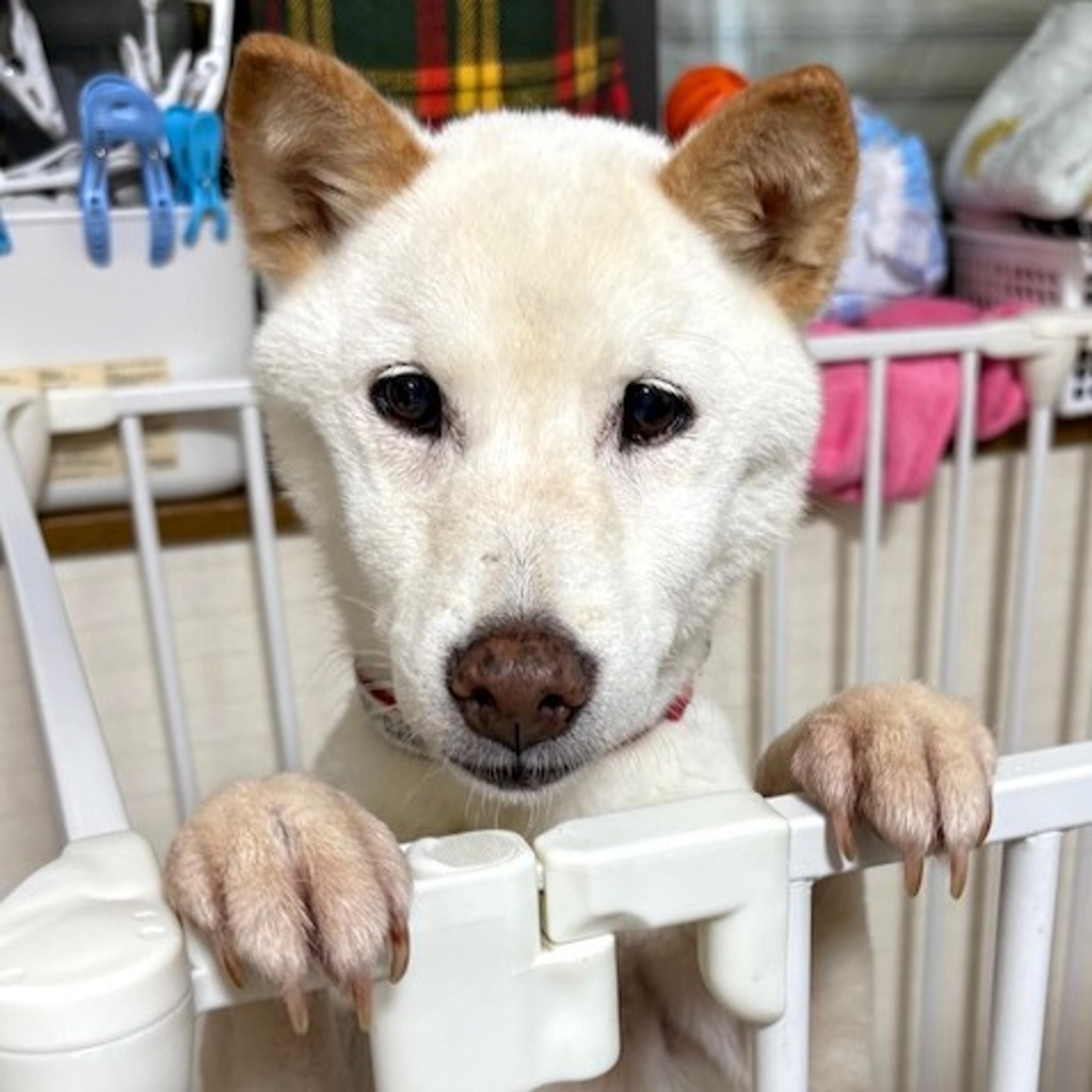 pet-image-4