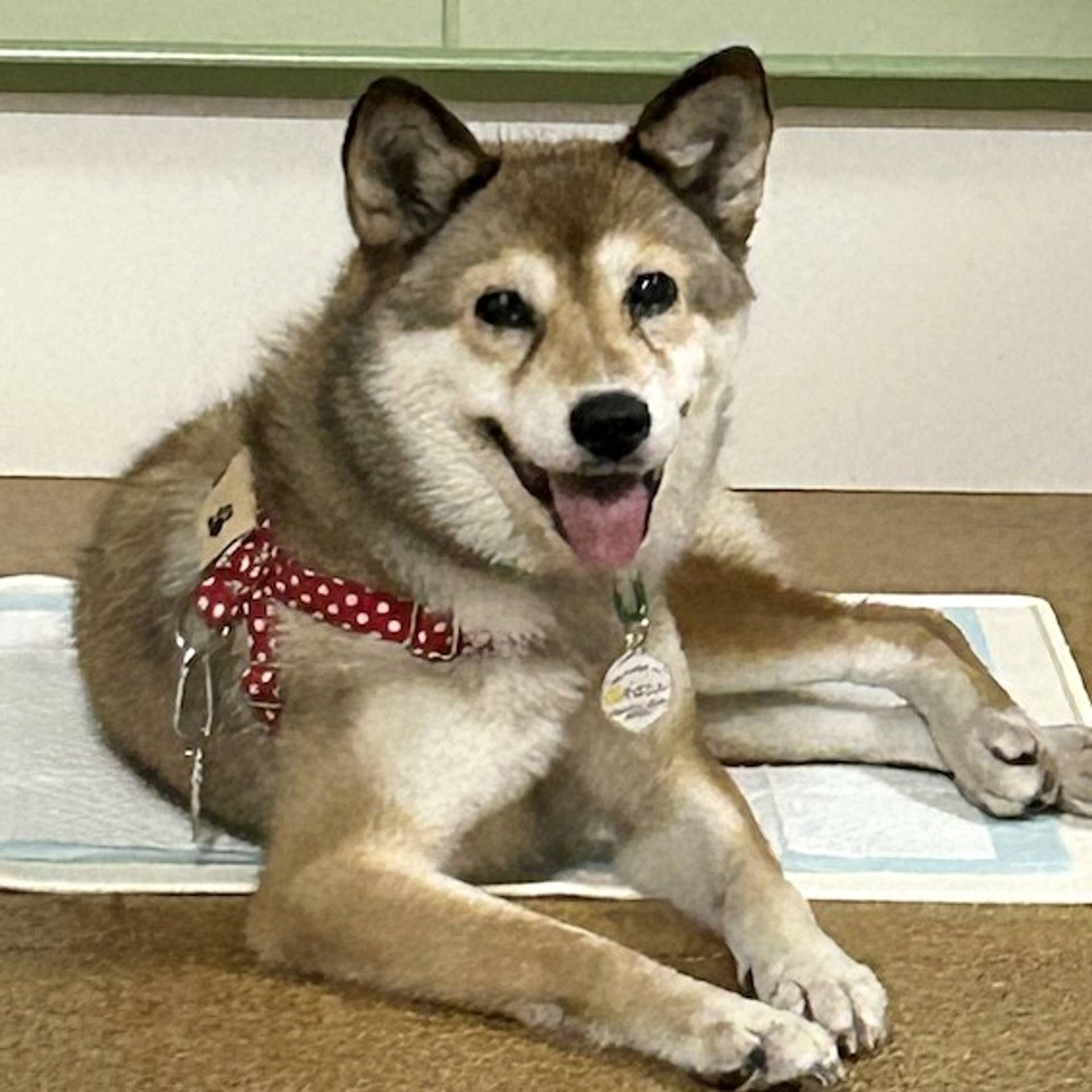雑種（ミックス犬）・メスの里親募集の写真