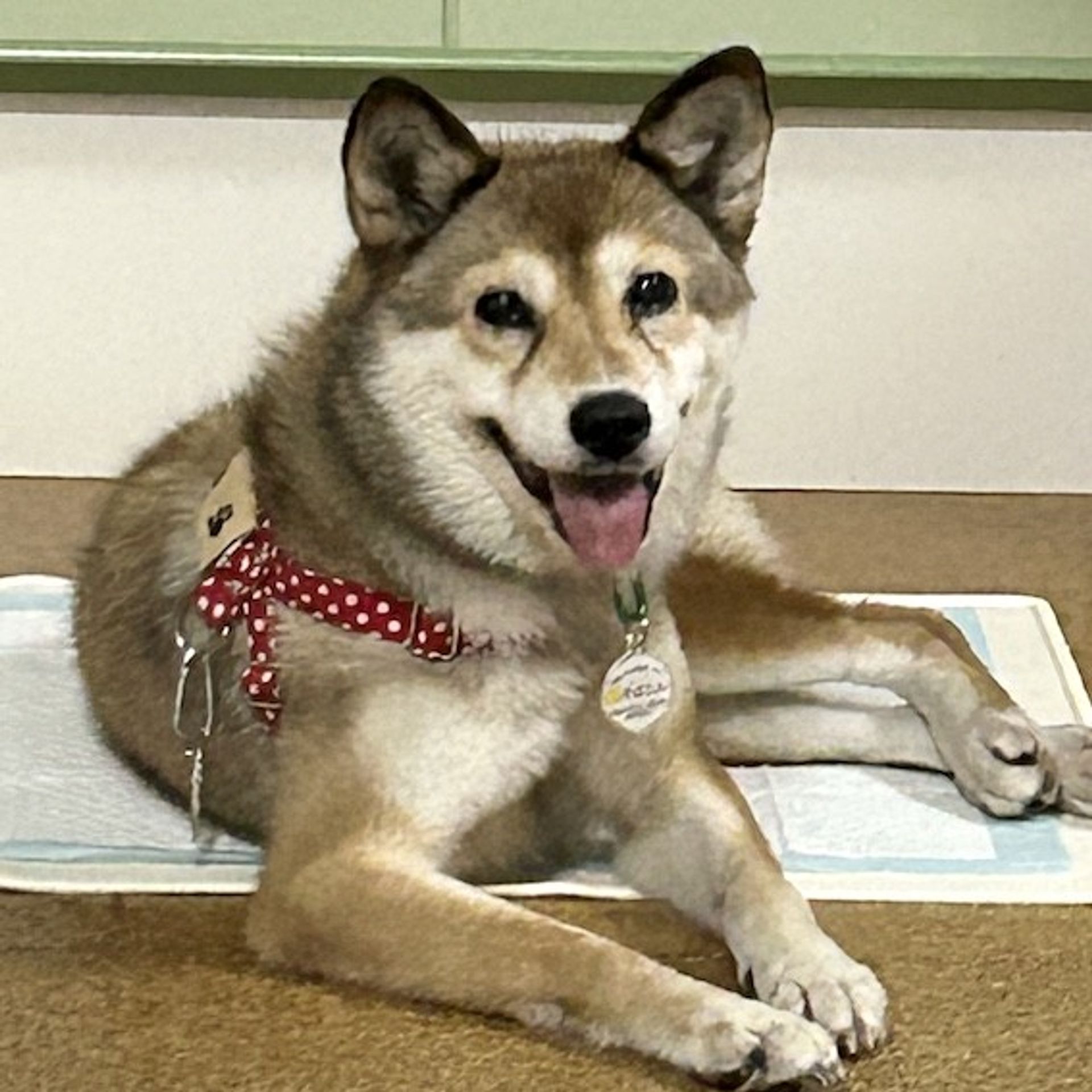雑種（ミックス犬）・メスの里親募集の写真