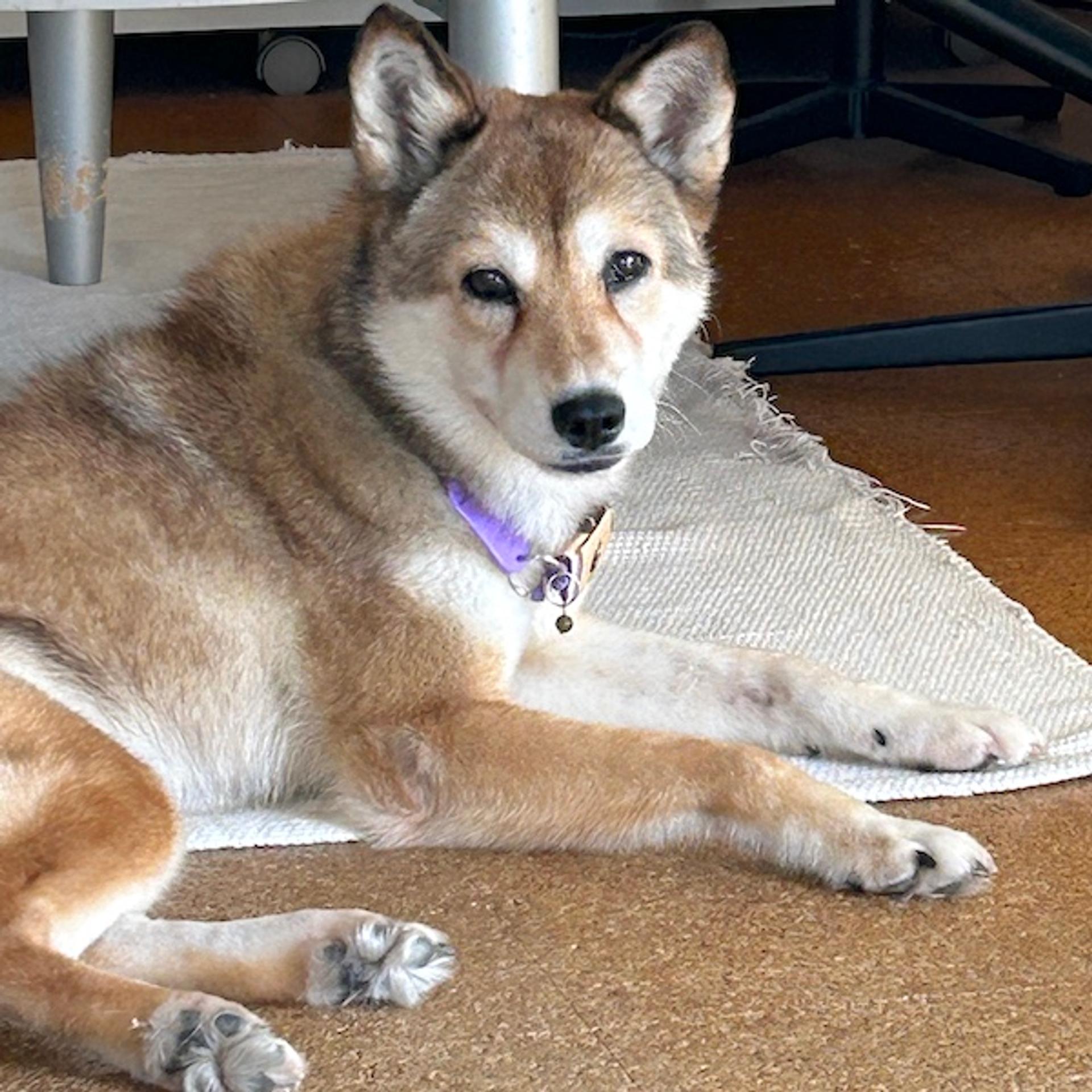 pet-image-3