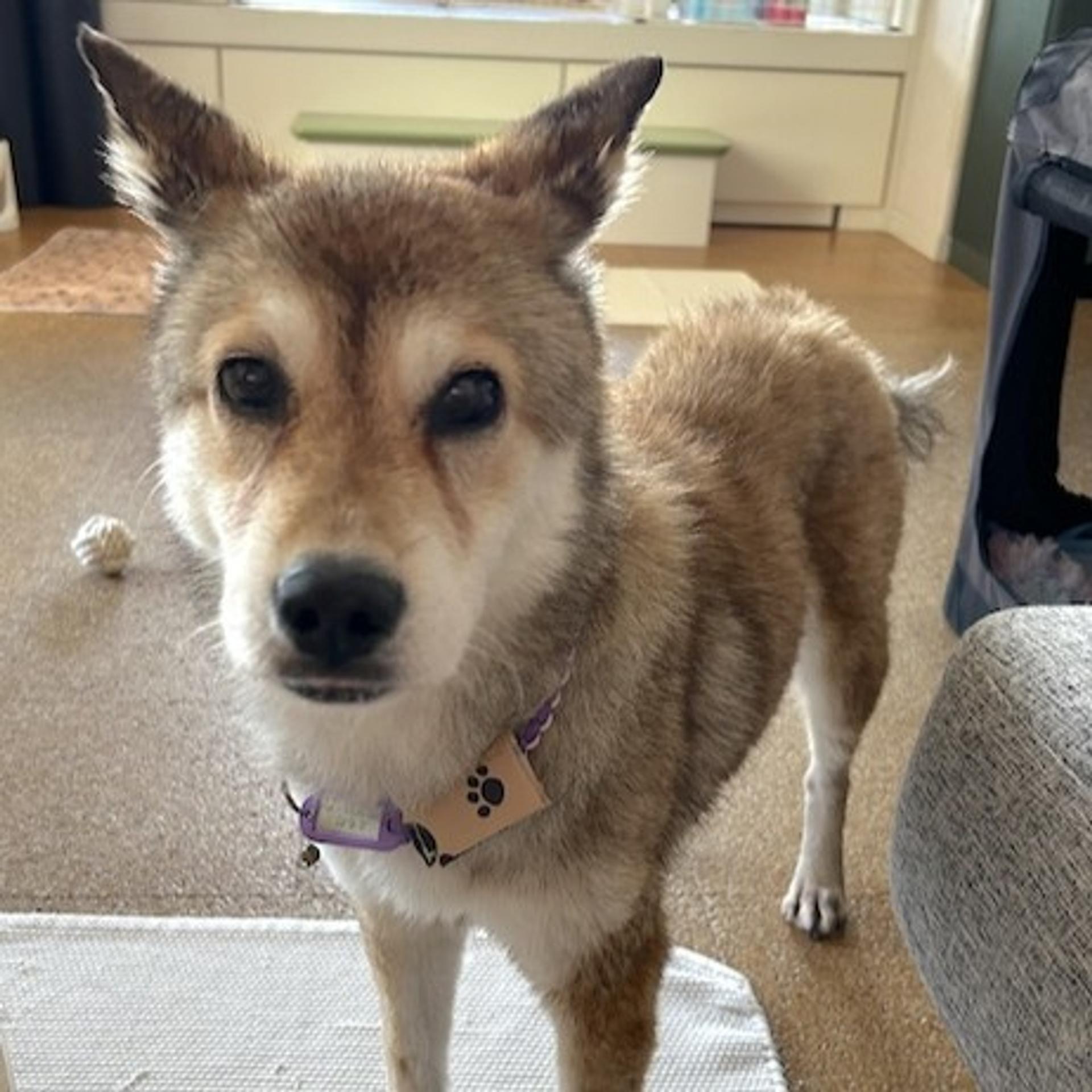 pet-image-2