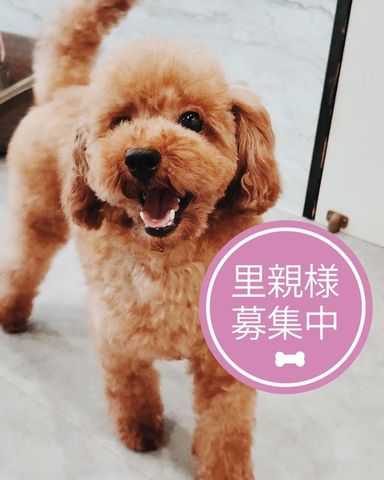 トイプードル・オスの里親募集の写真