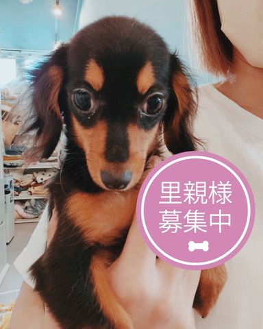 おんぷ
