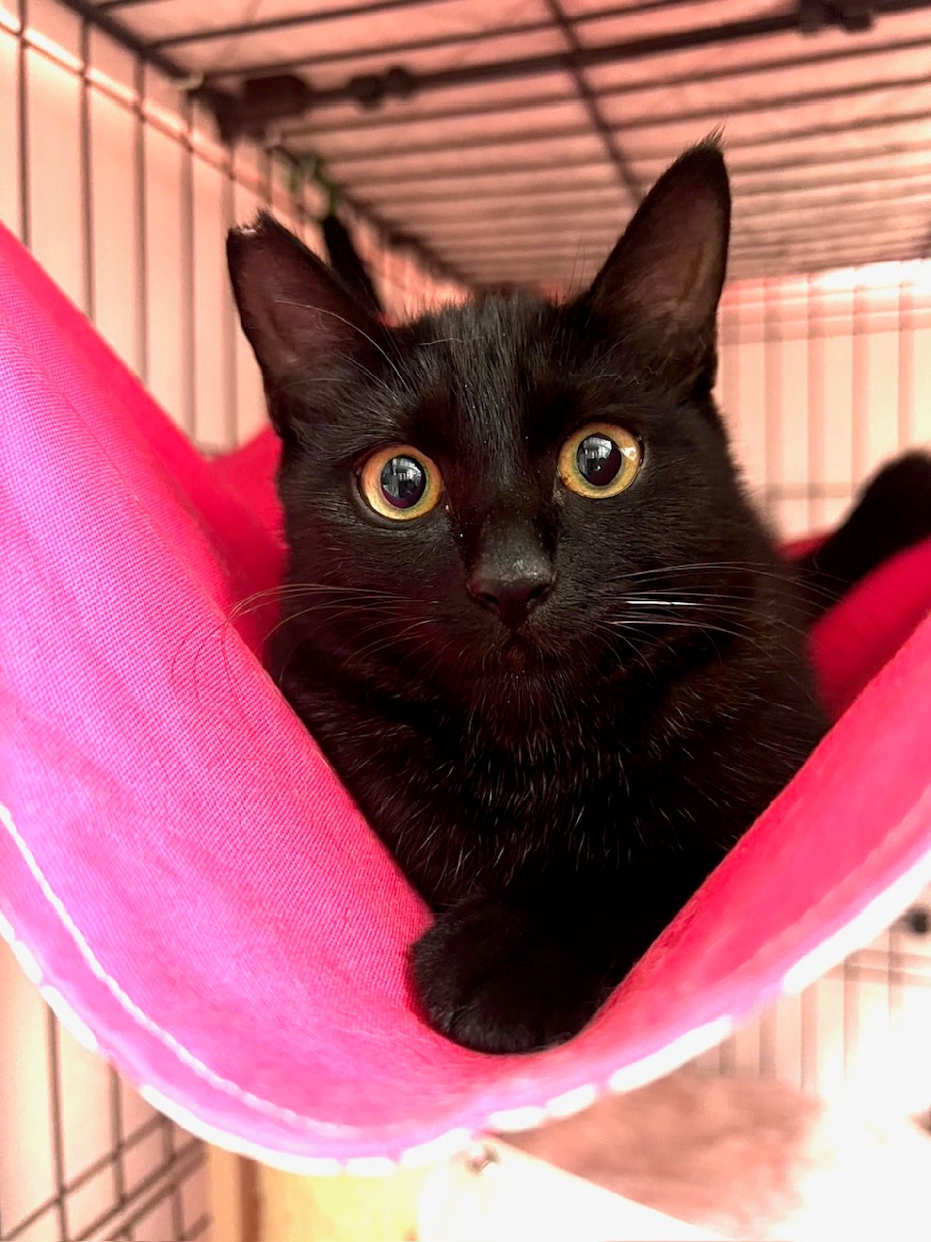 雑種（ミックス猫）・メスの里親募集の写真
