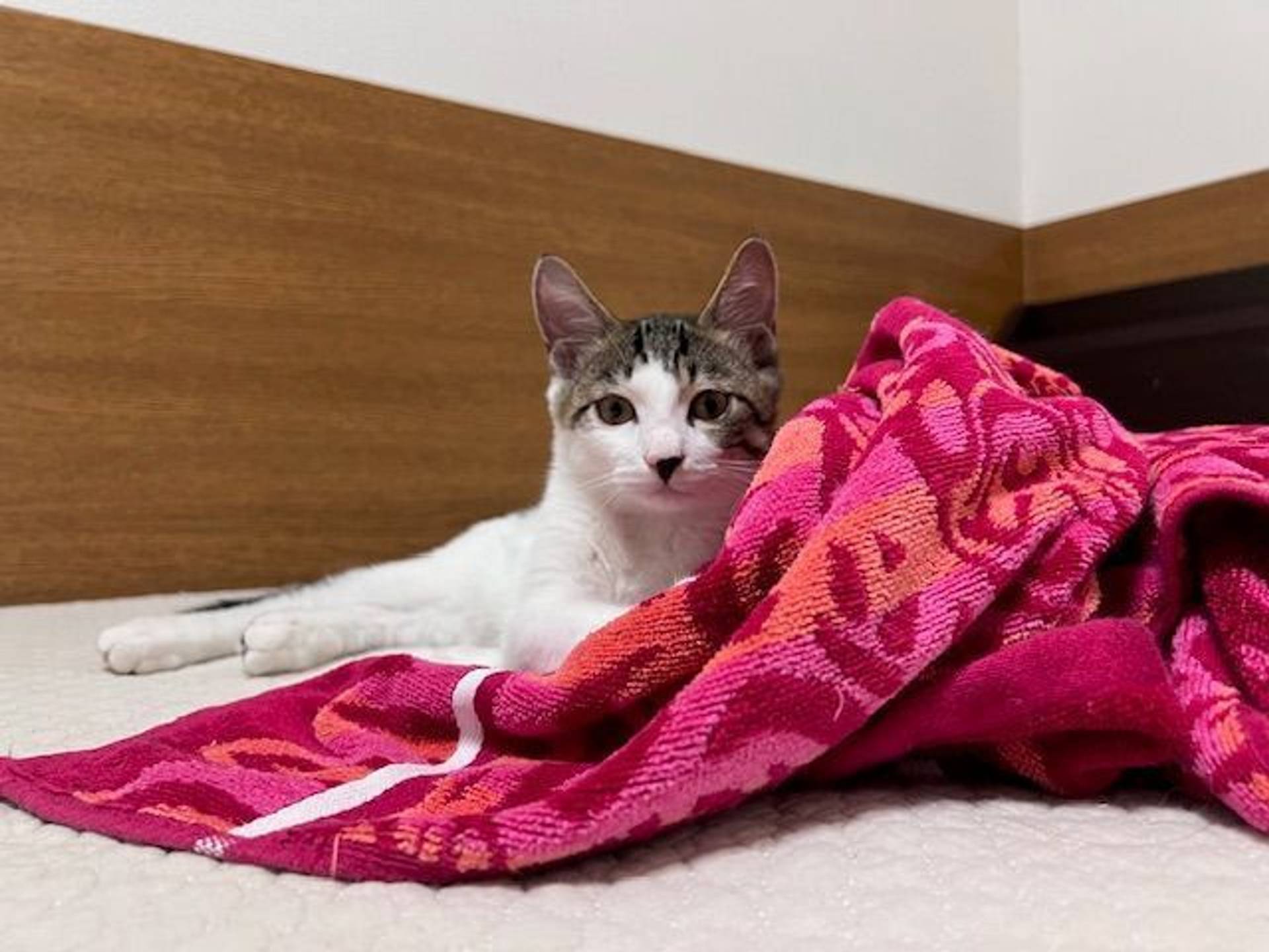 雑種（ミックス猫）・オスの里親募集の写真