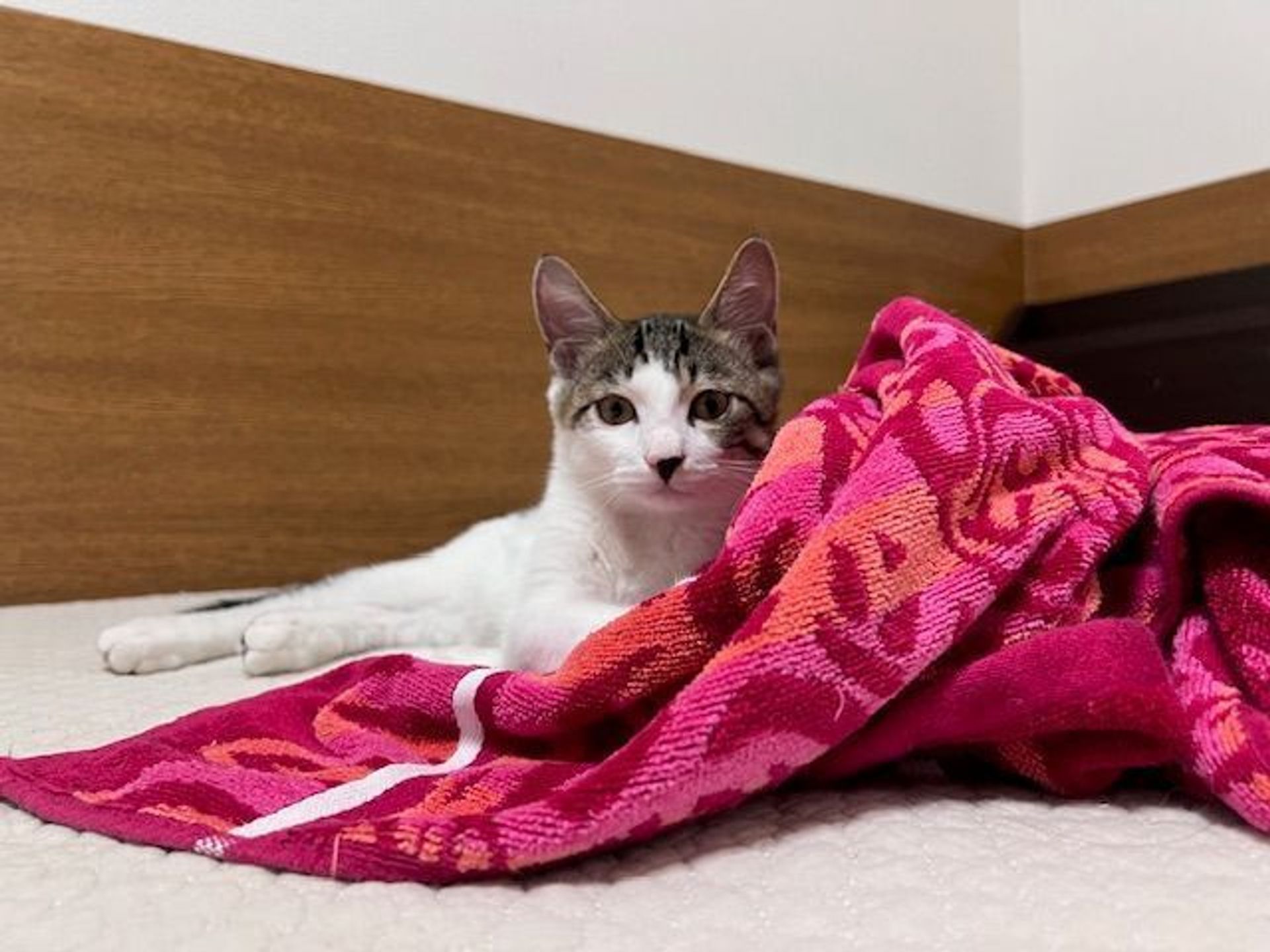 雑種（ミックス猫）・オスの里親募集の写真