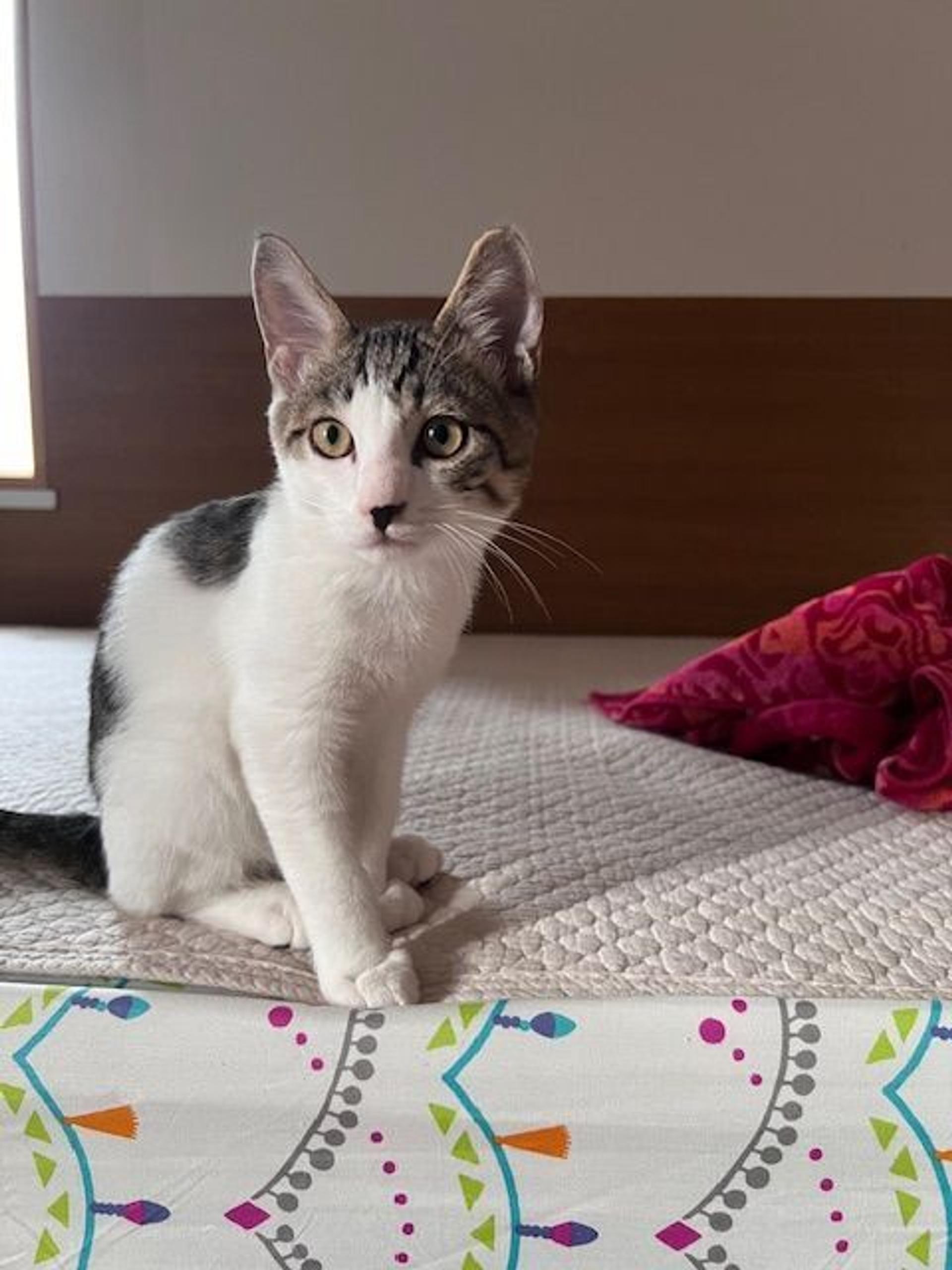 pet-image-2