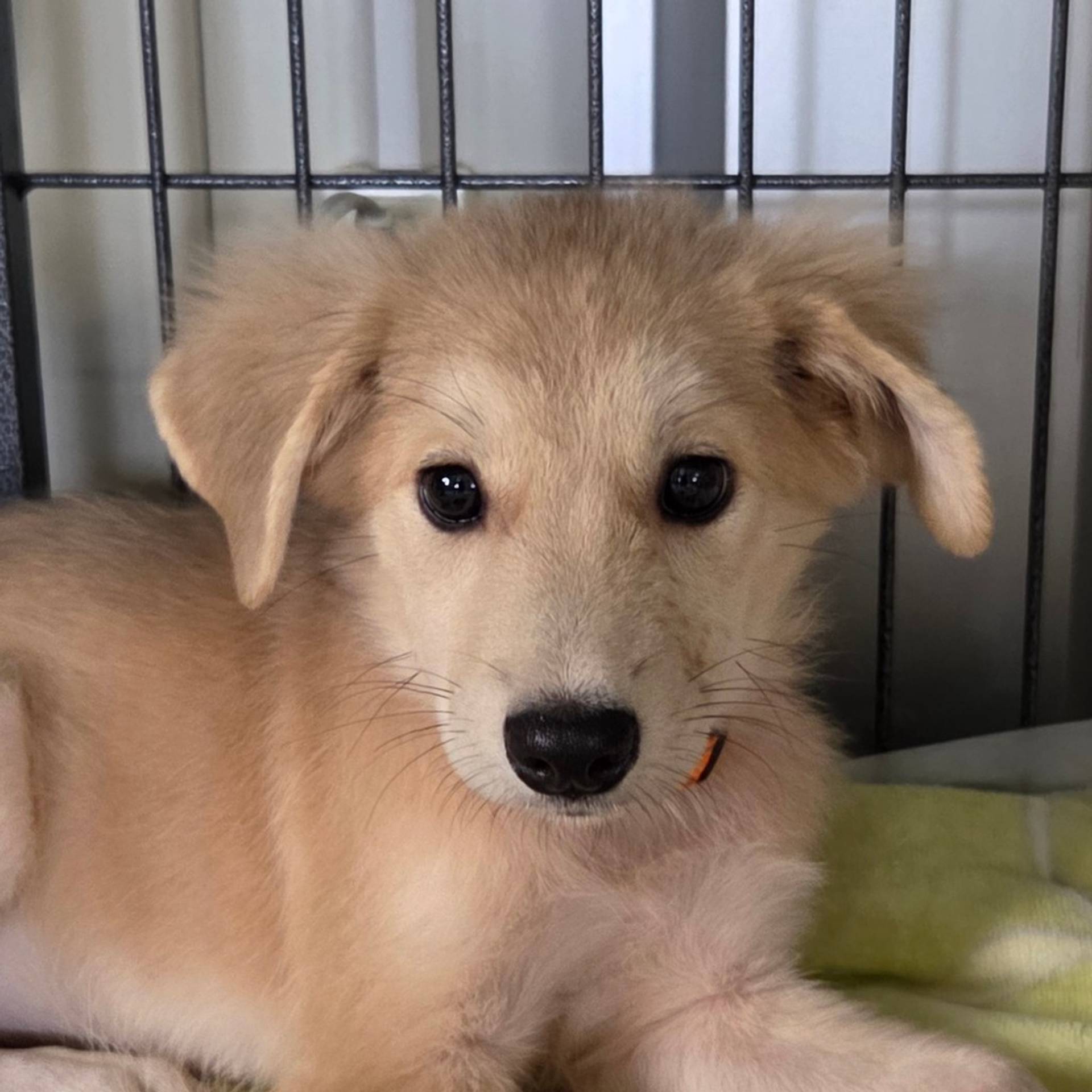 雑種（ミックス犬）・メスの里親募集の写真