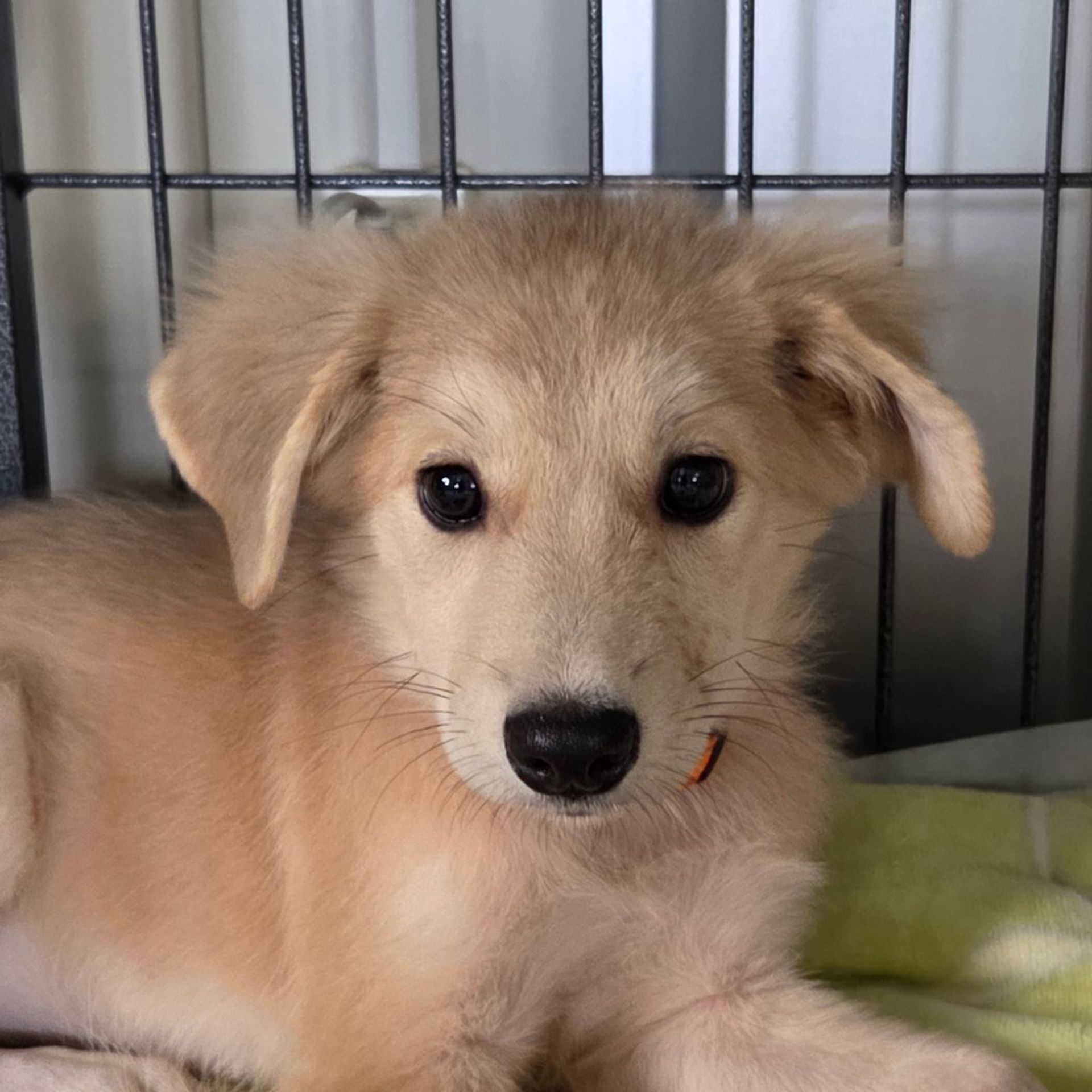 雑種（ミックス犬）・メスの里親募集の写真