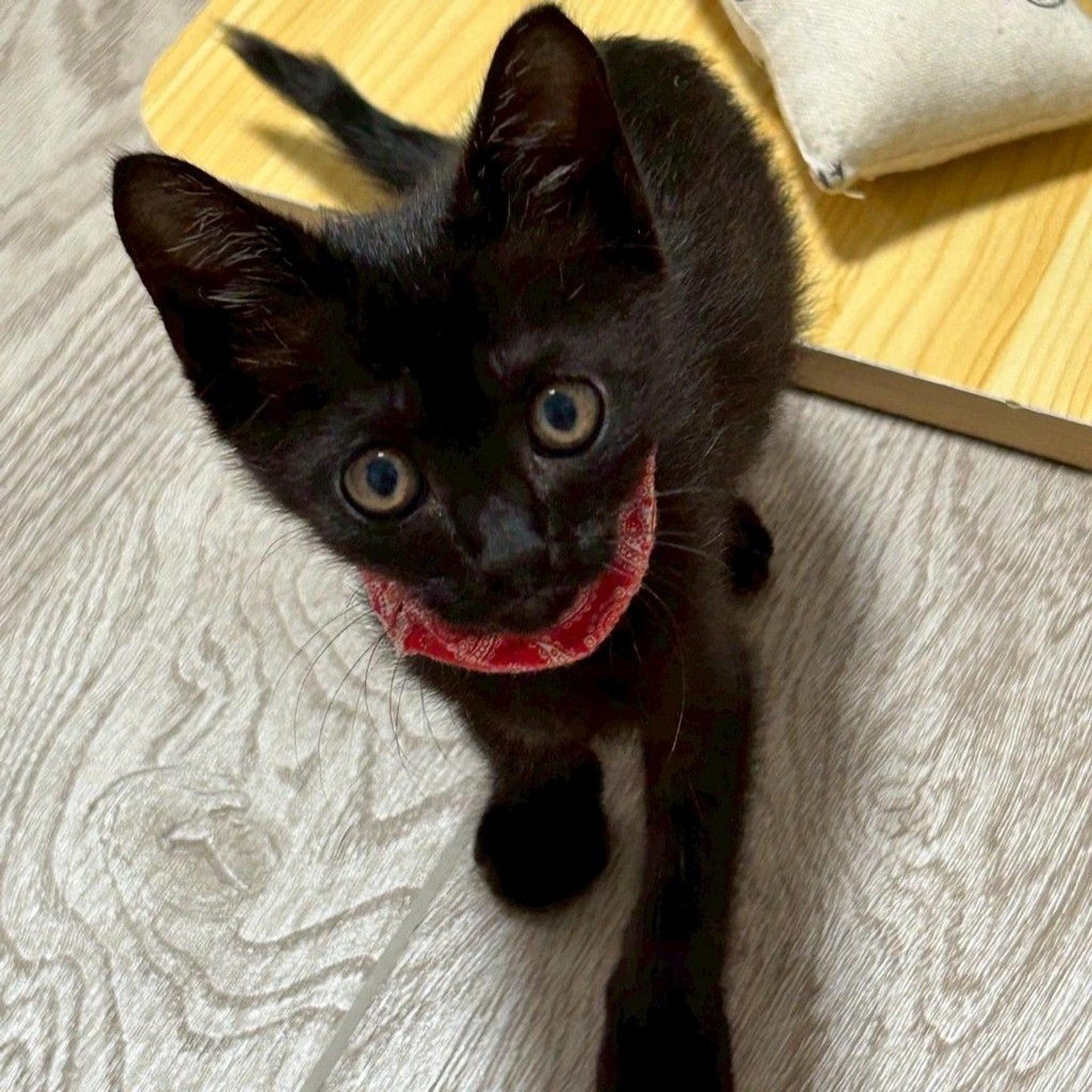 pet-image-3
