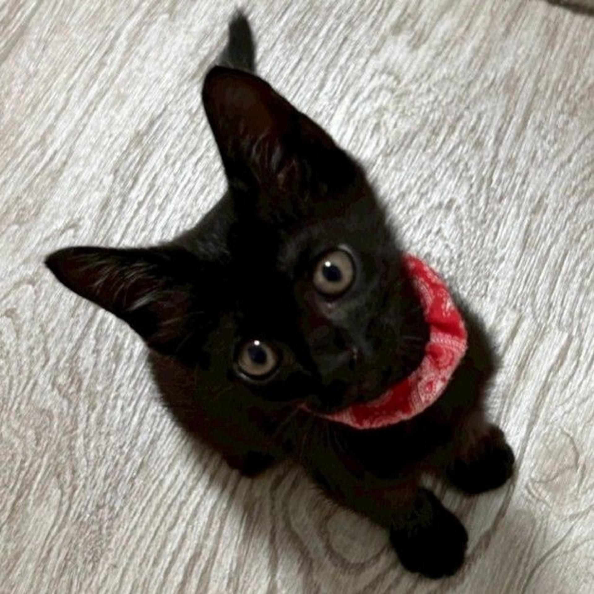pet-image-4
