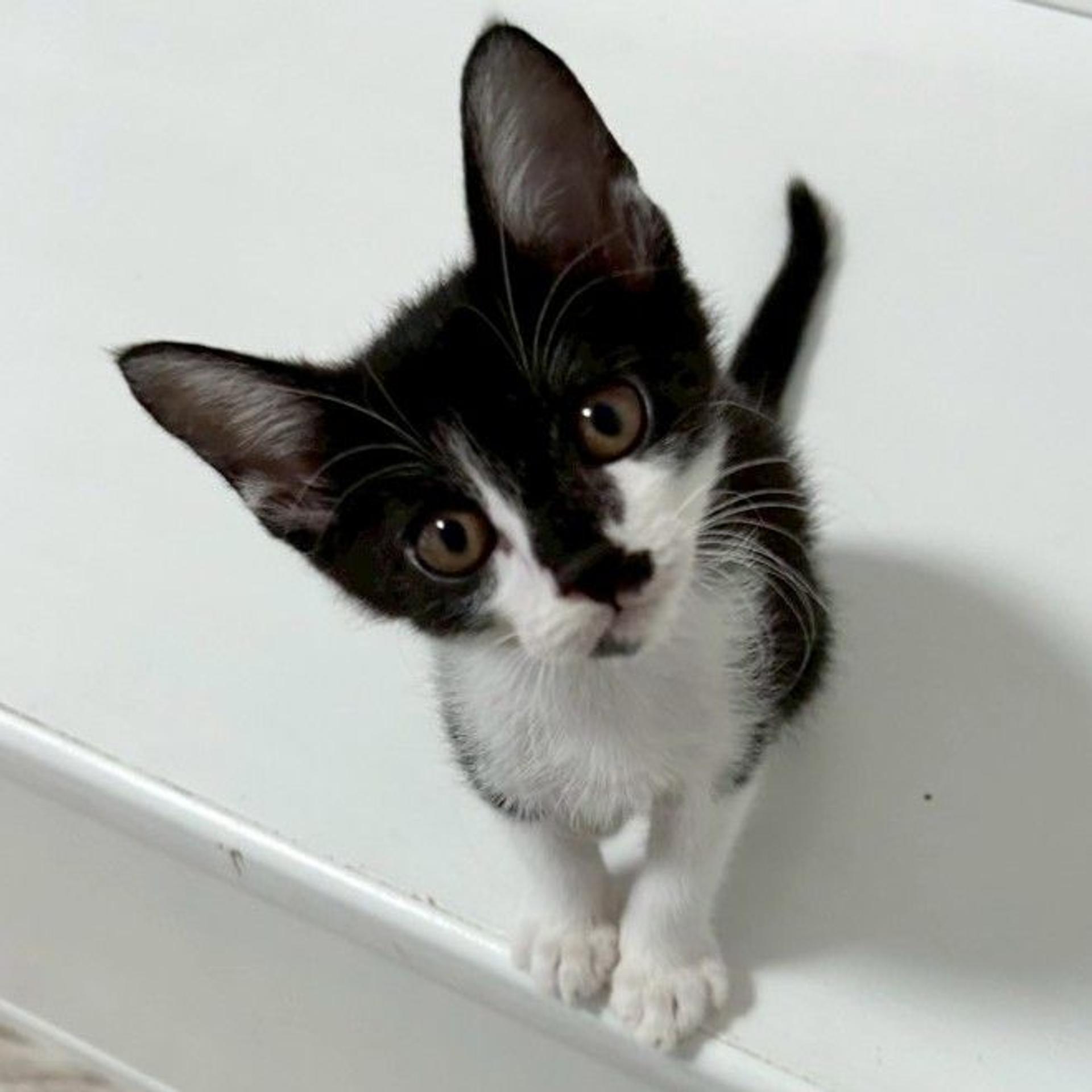pet-image-9