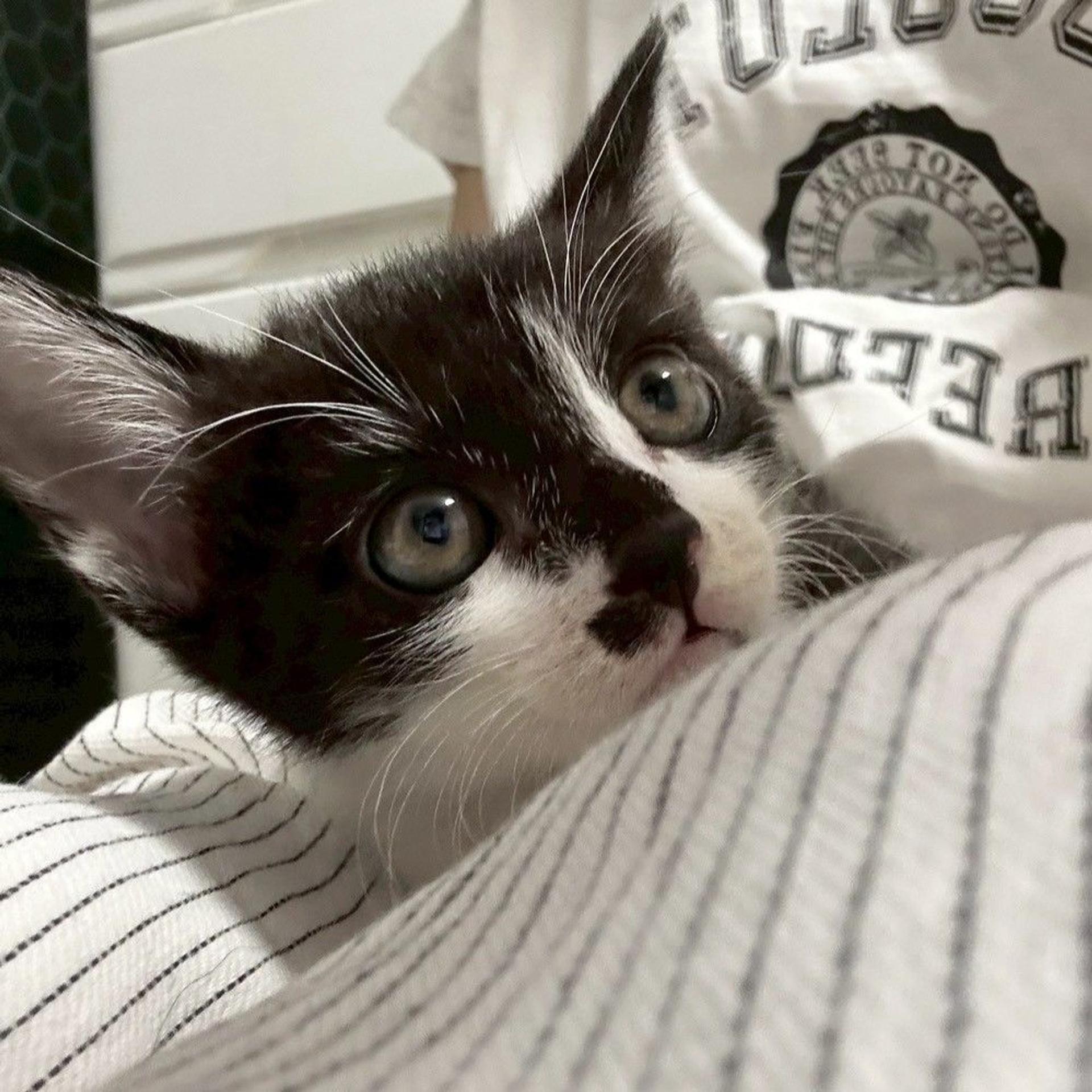 pet-image-2