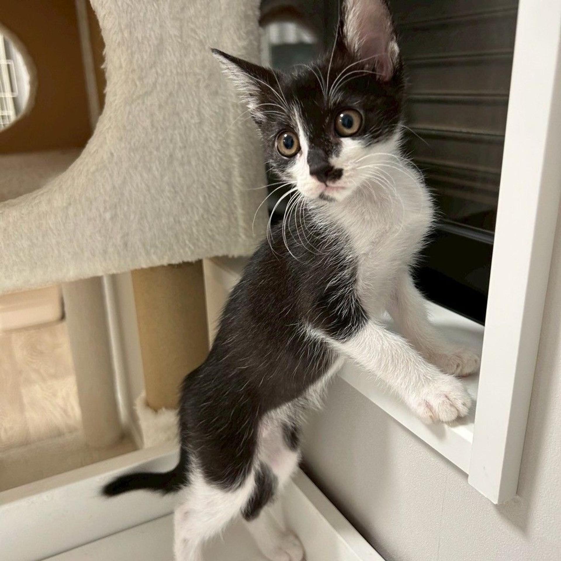 pet-image-5