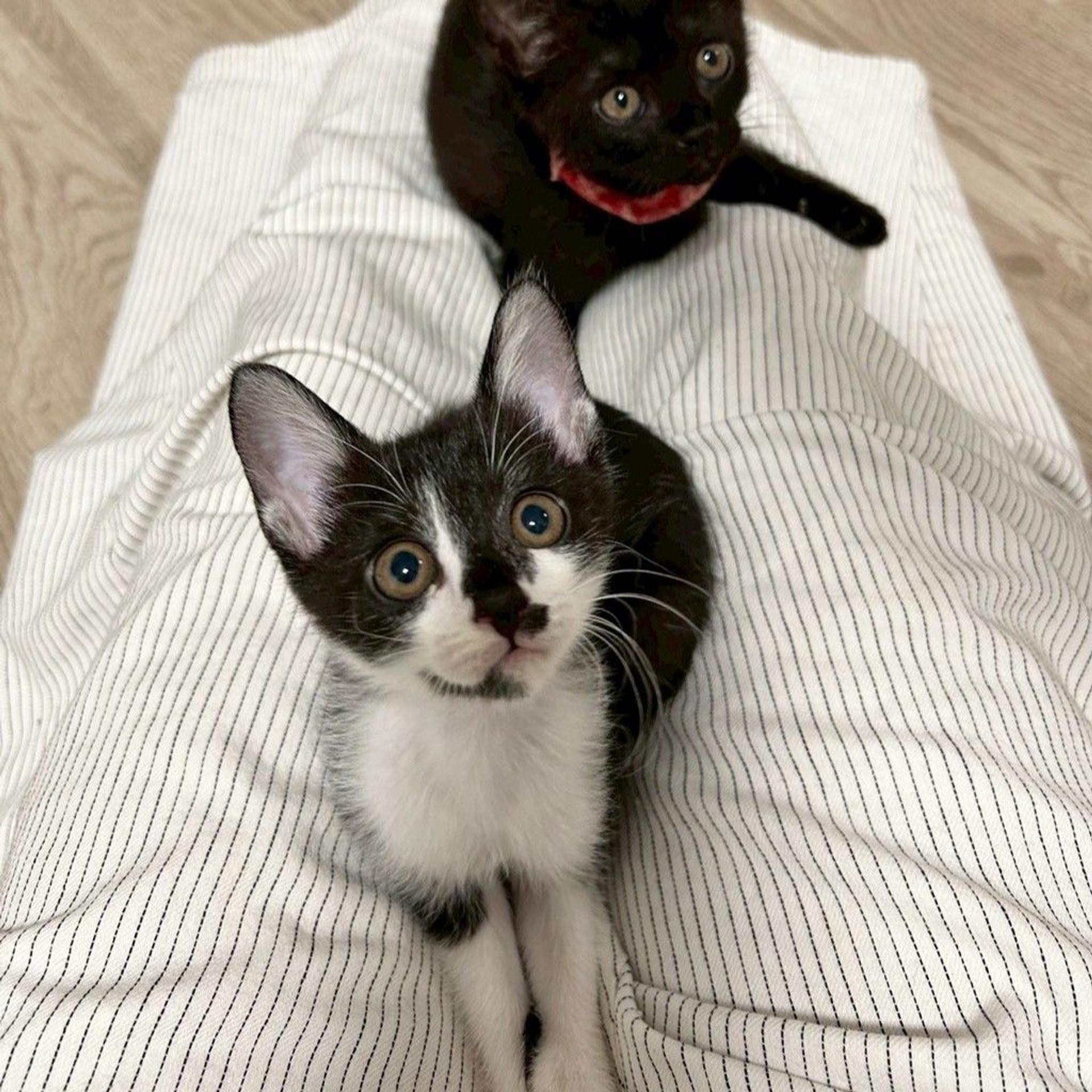 pet-image-4