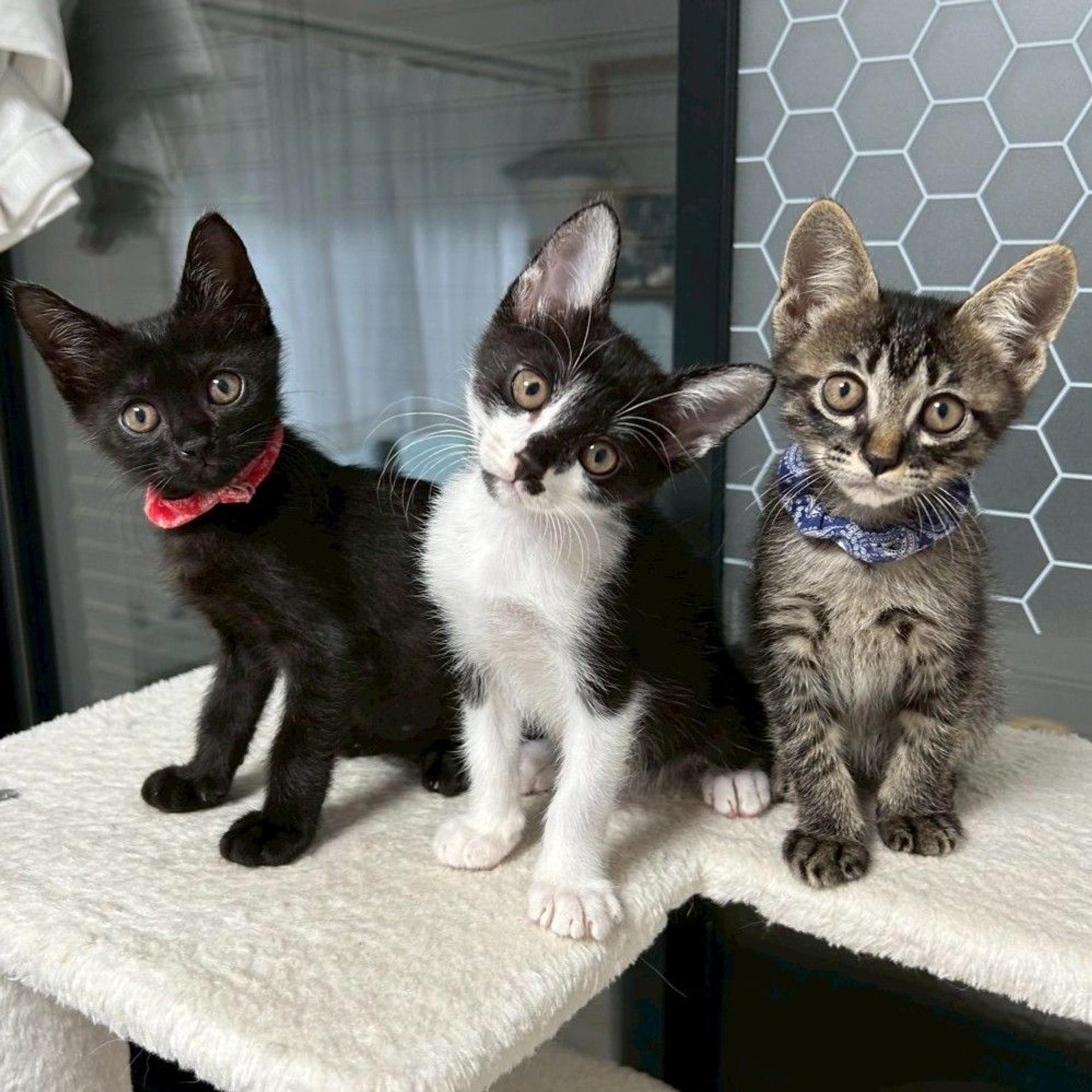 pet-image-7
