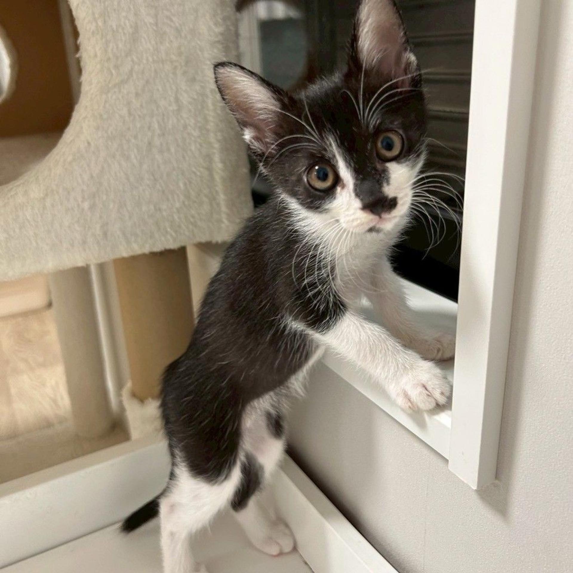 pet-image-6