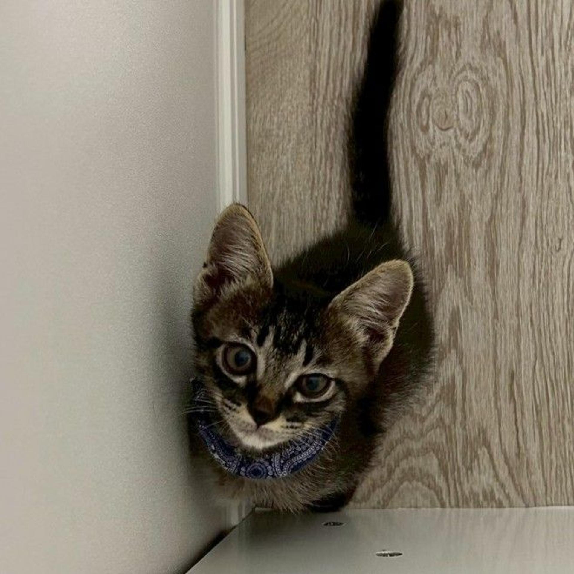 pet-image-4