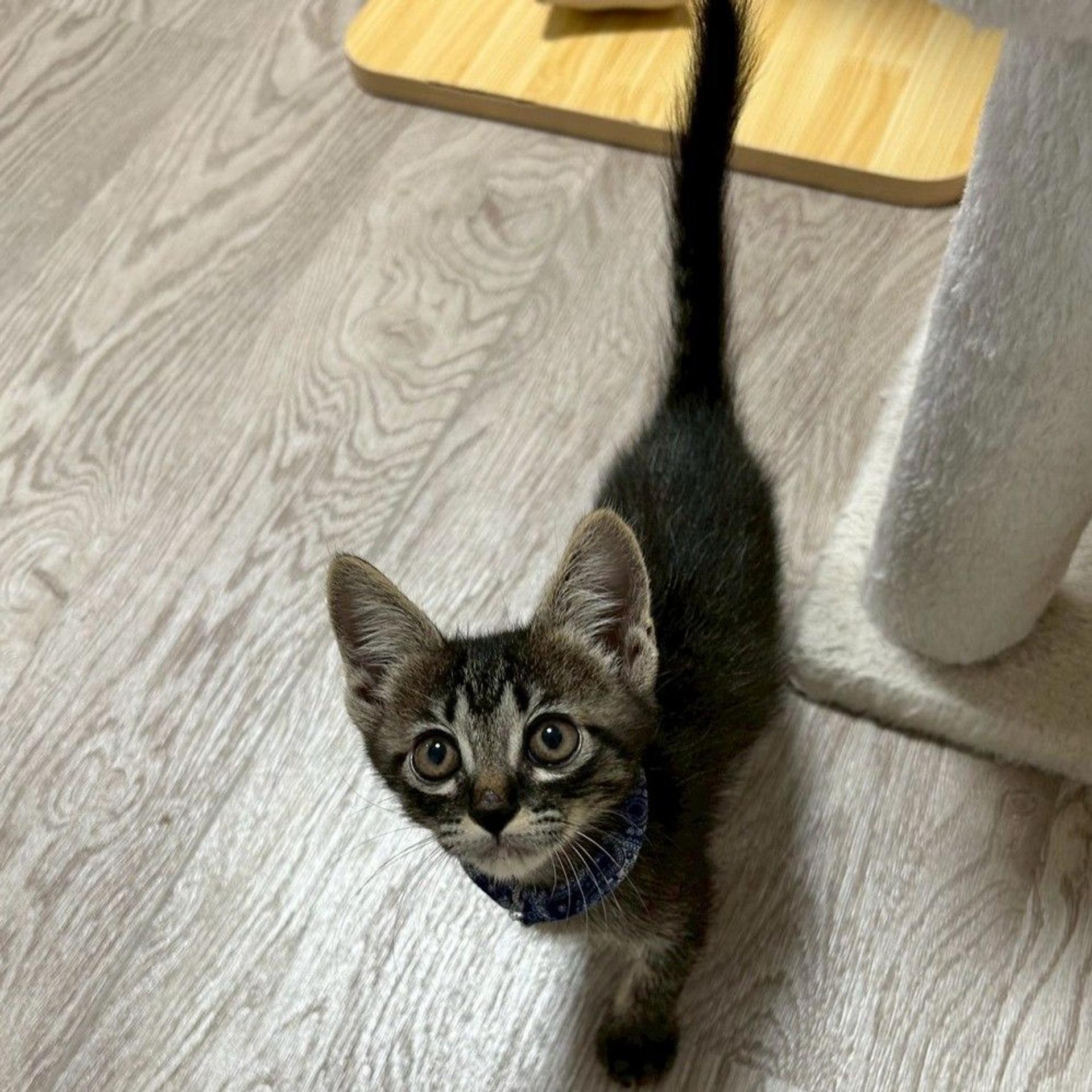 pet-image-3