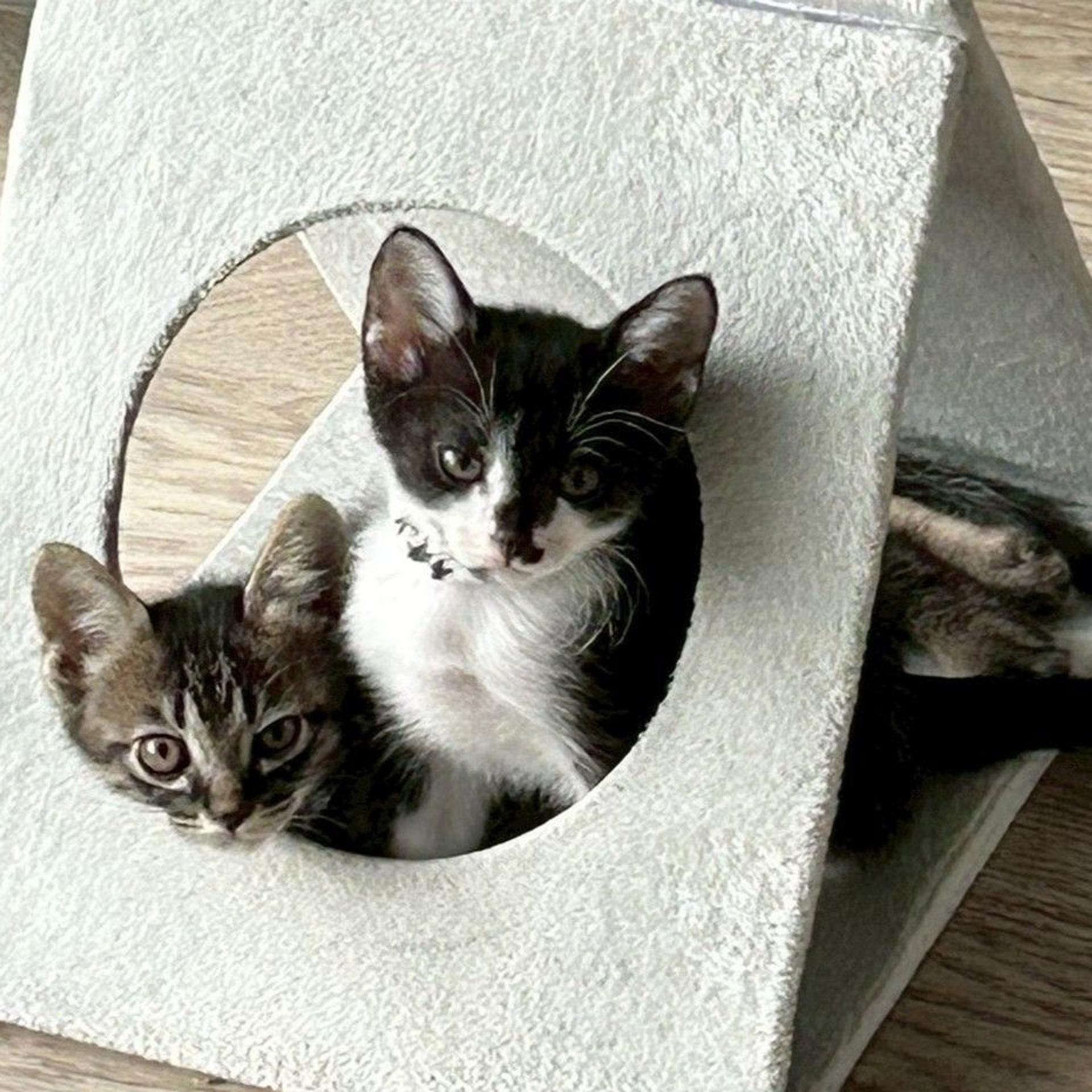 pet-image-5
