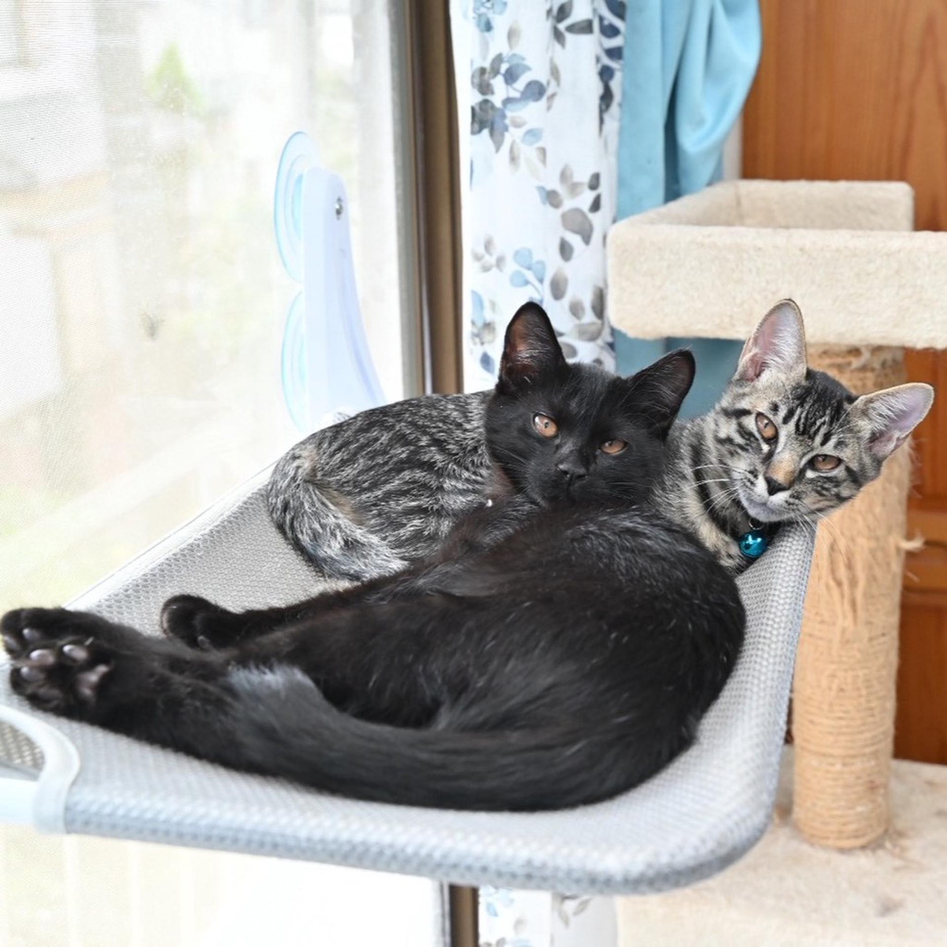 pet-image-4