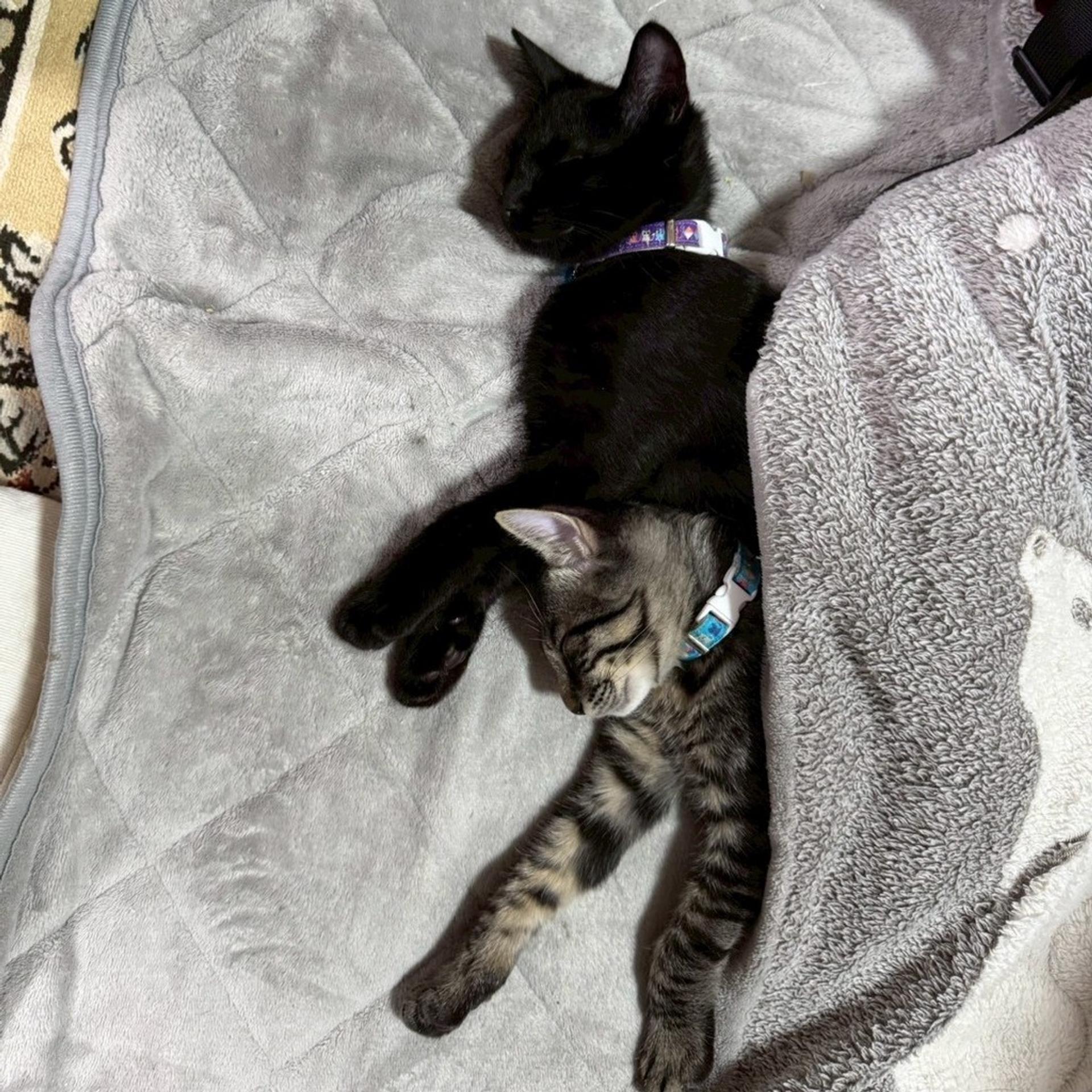 pet-image-5