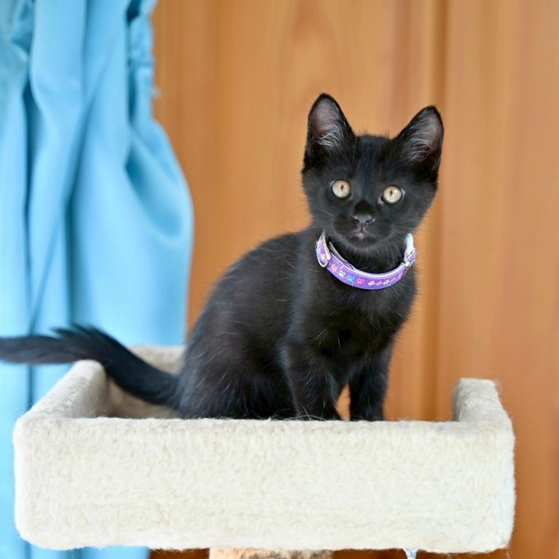 pet-image-6