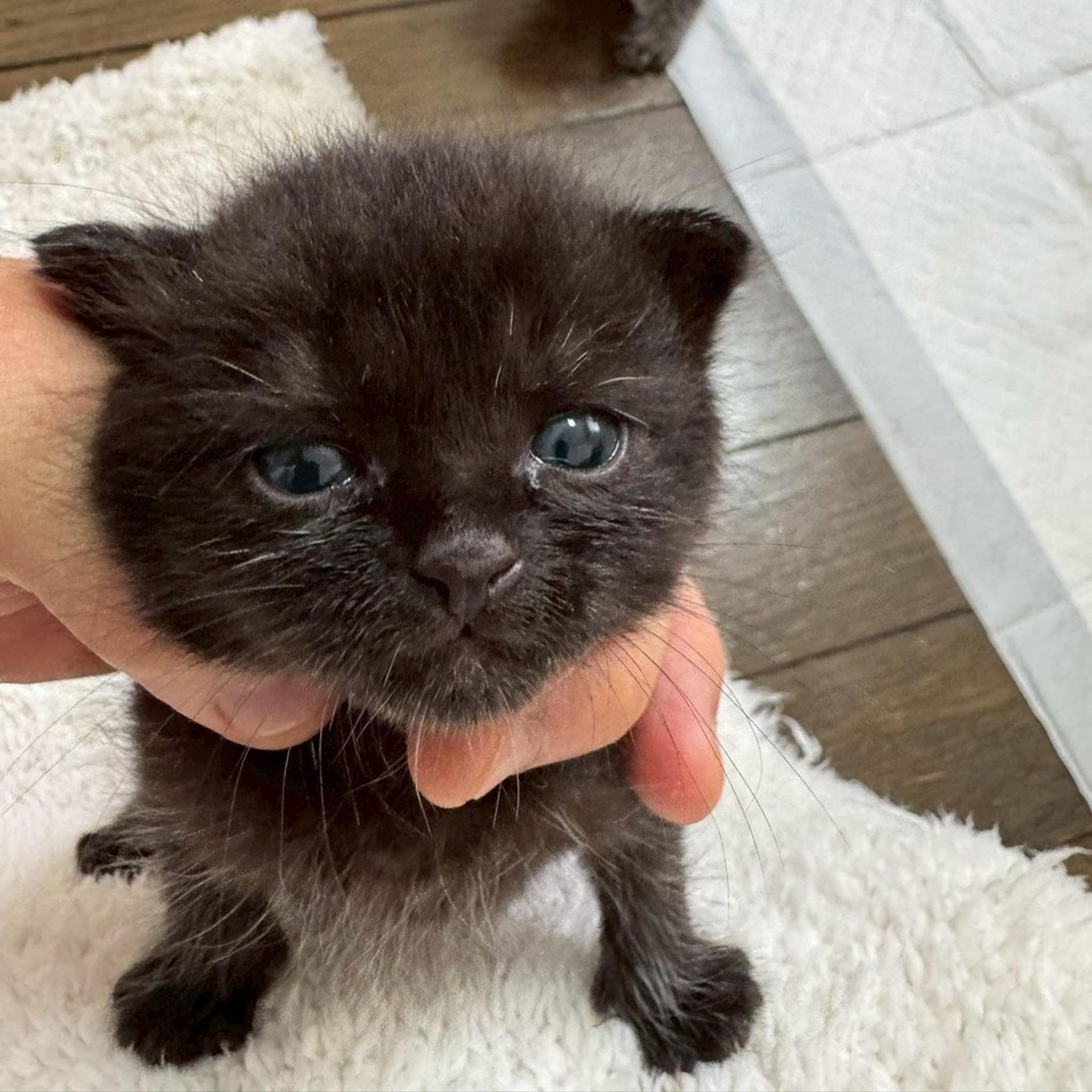 pet-image-8