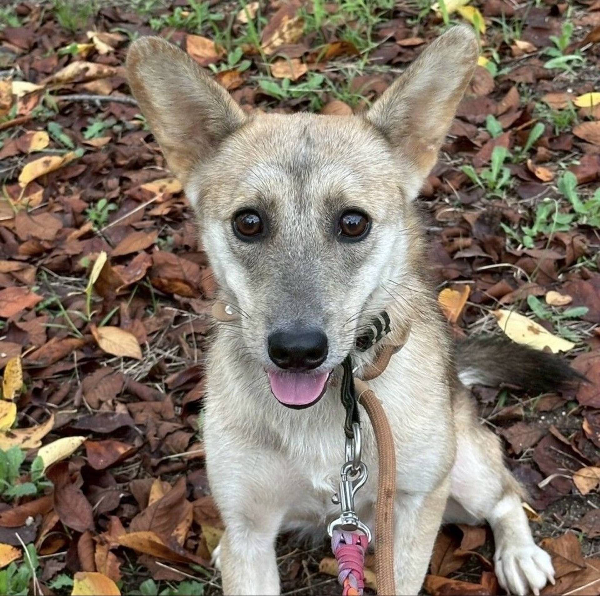 雑種（ミックス犬）・オスの里親募集の写真