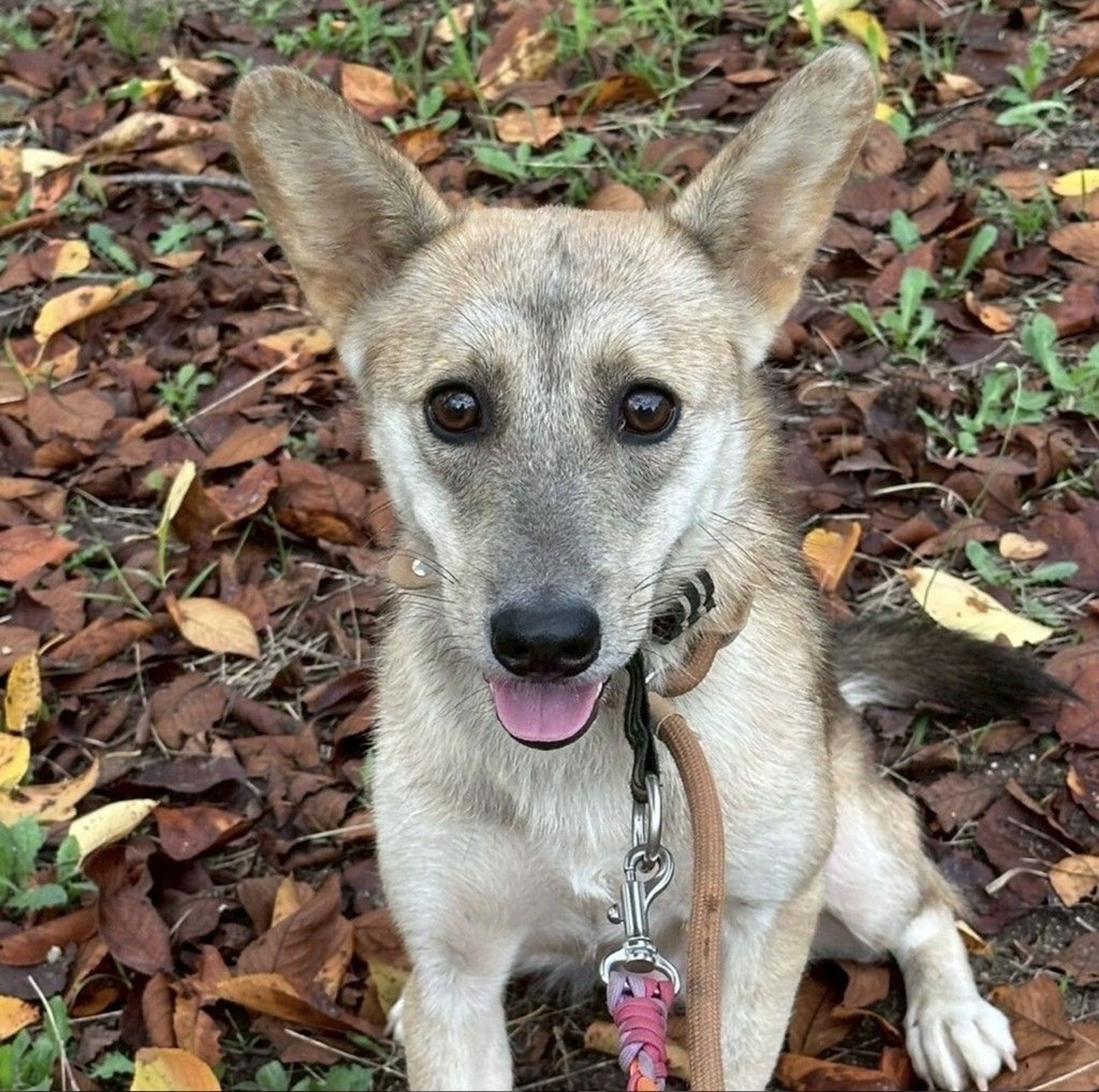 雑種（ミックス犬）・オスの里親募集の写真