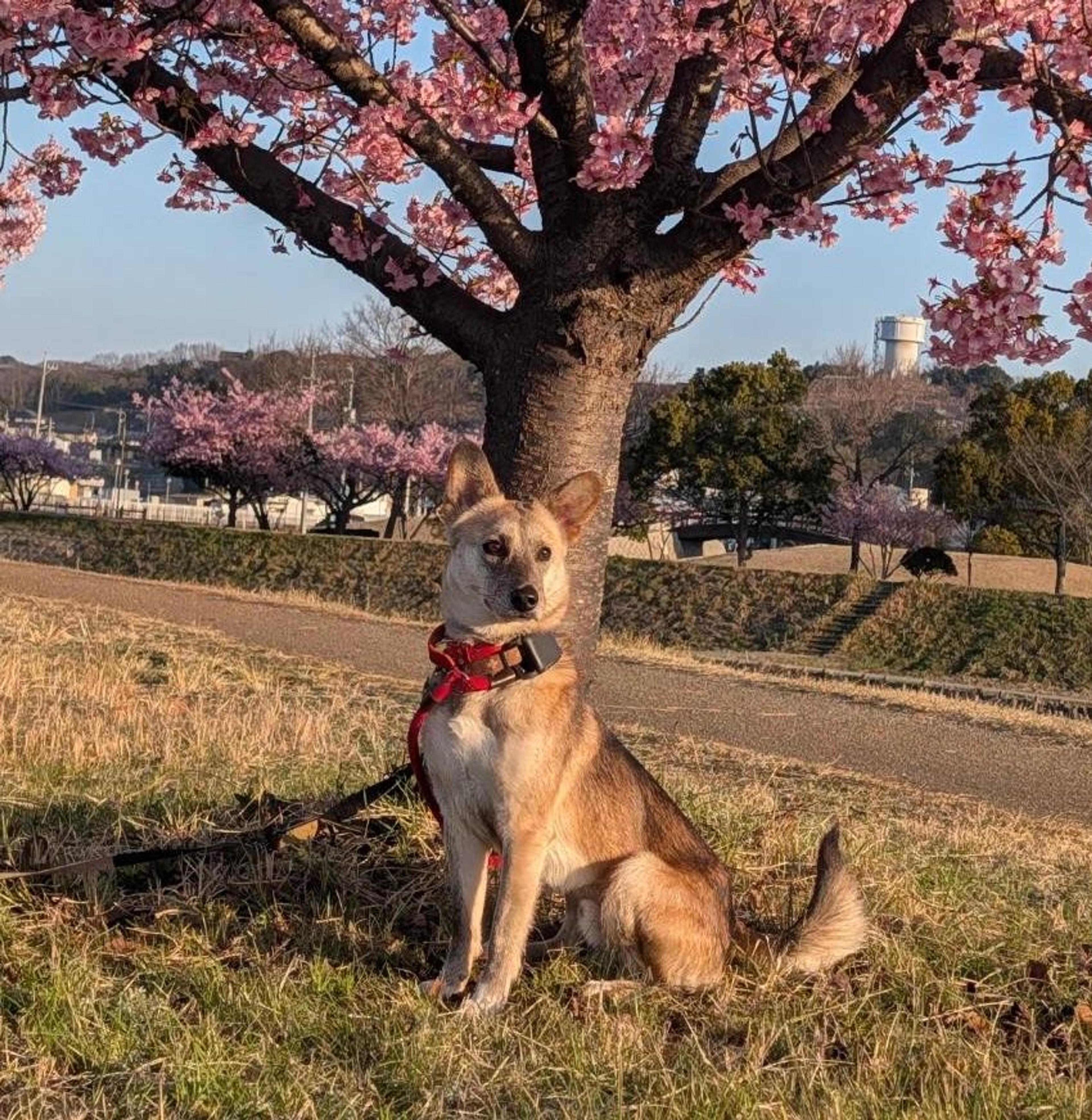 pet-image-5
