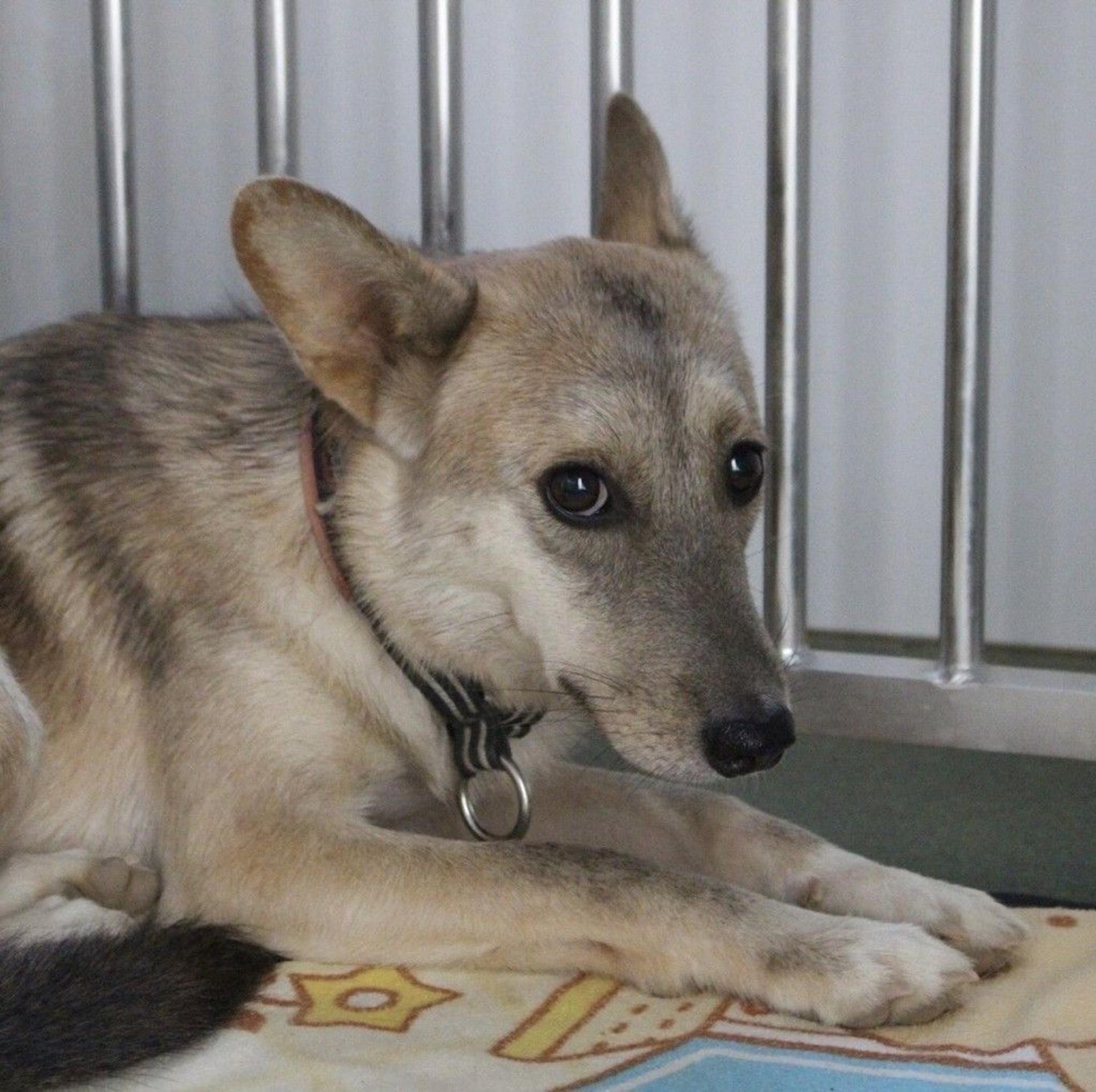 pet-image-6