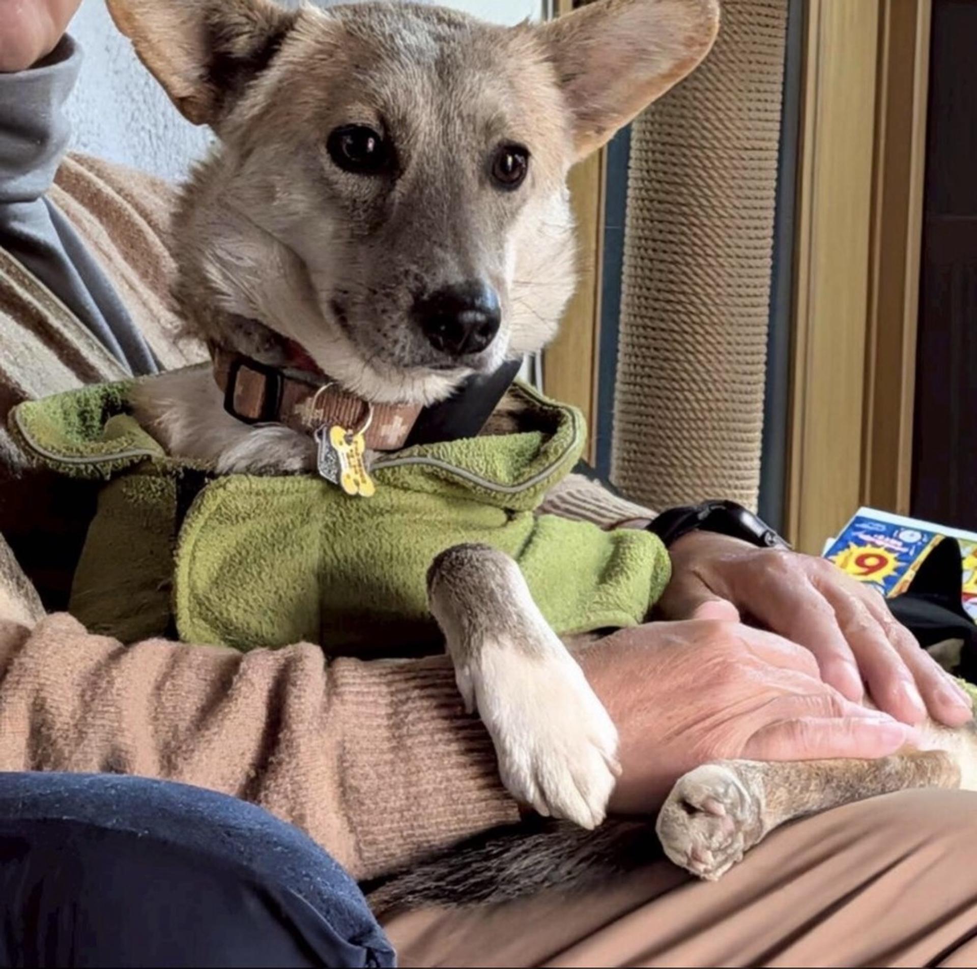 pet-image-7