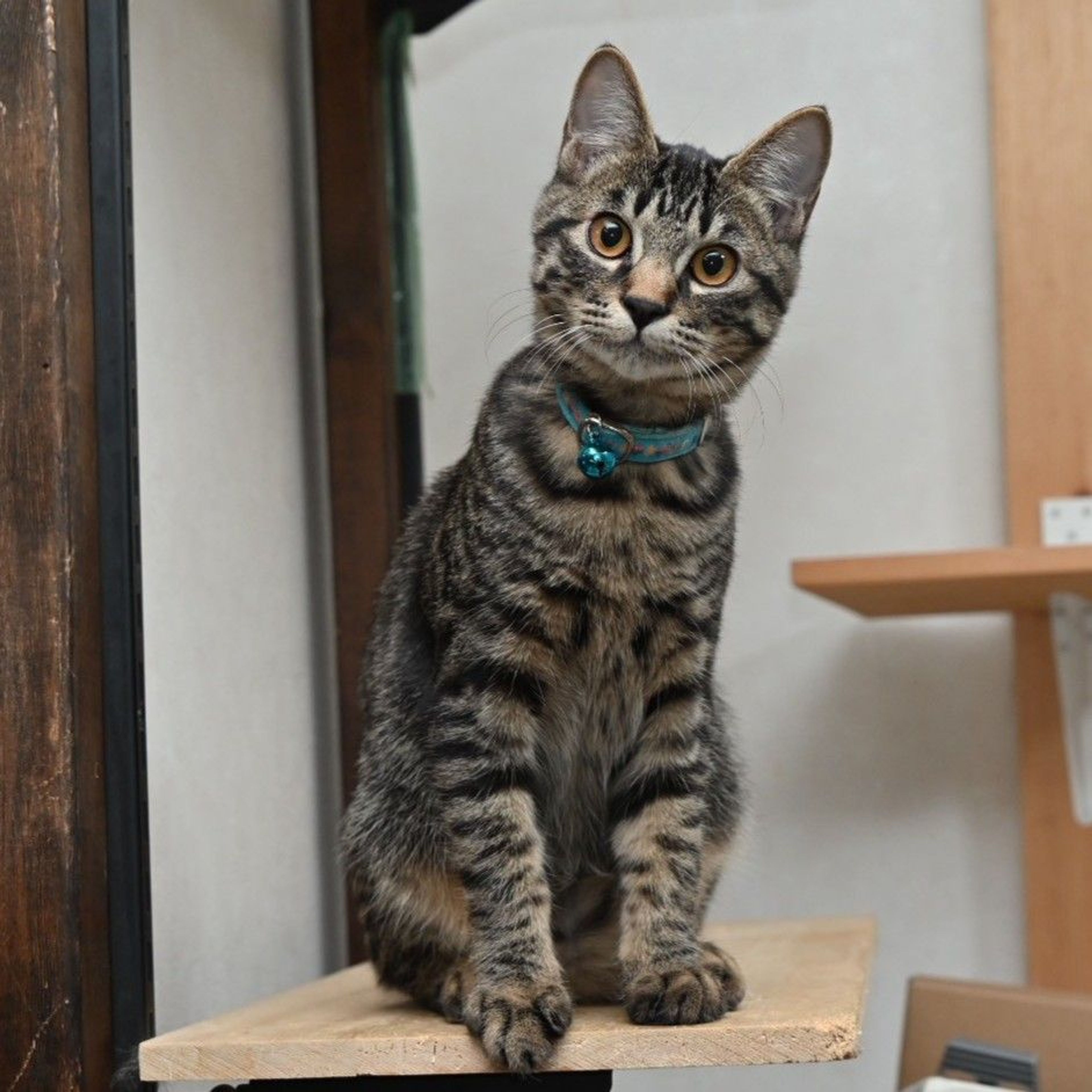 雑種（ミックス猫）・オスの里親募集の写真