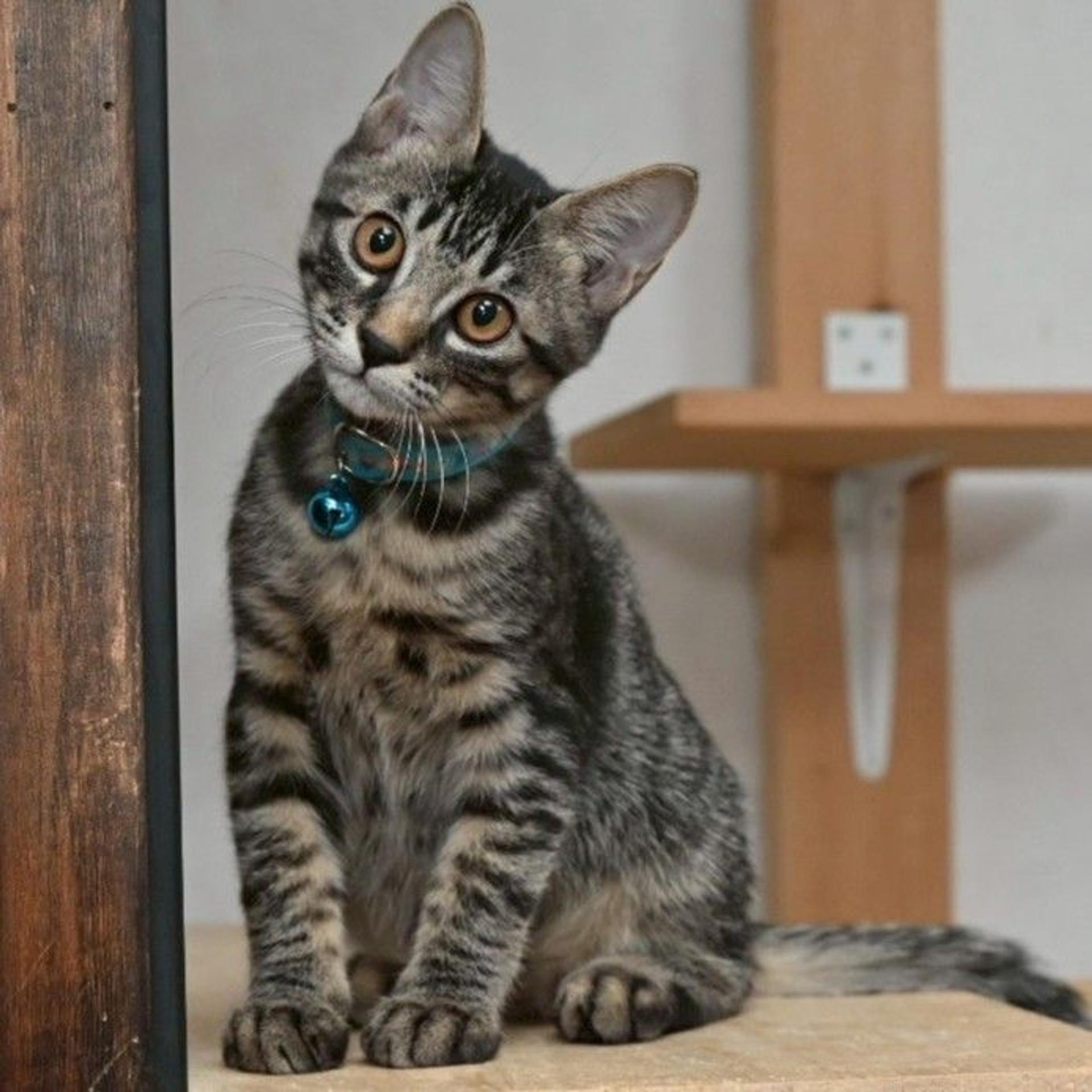 pet-image-5