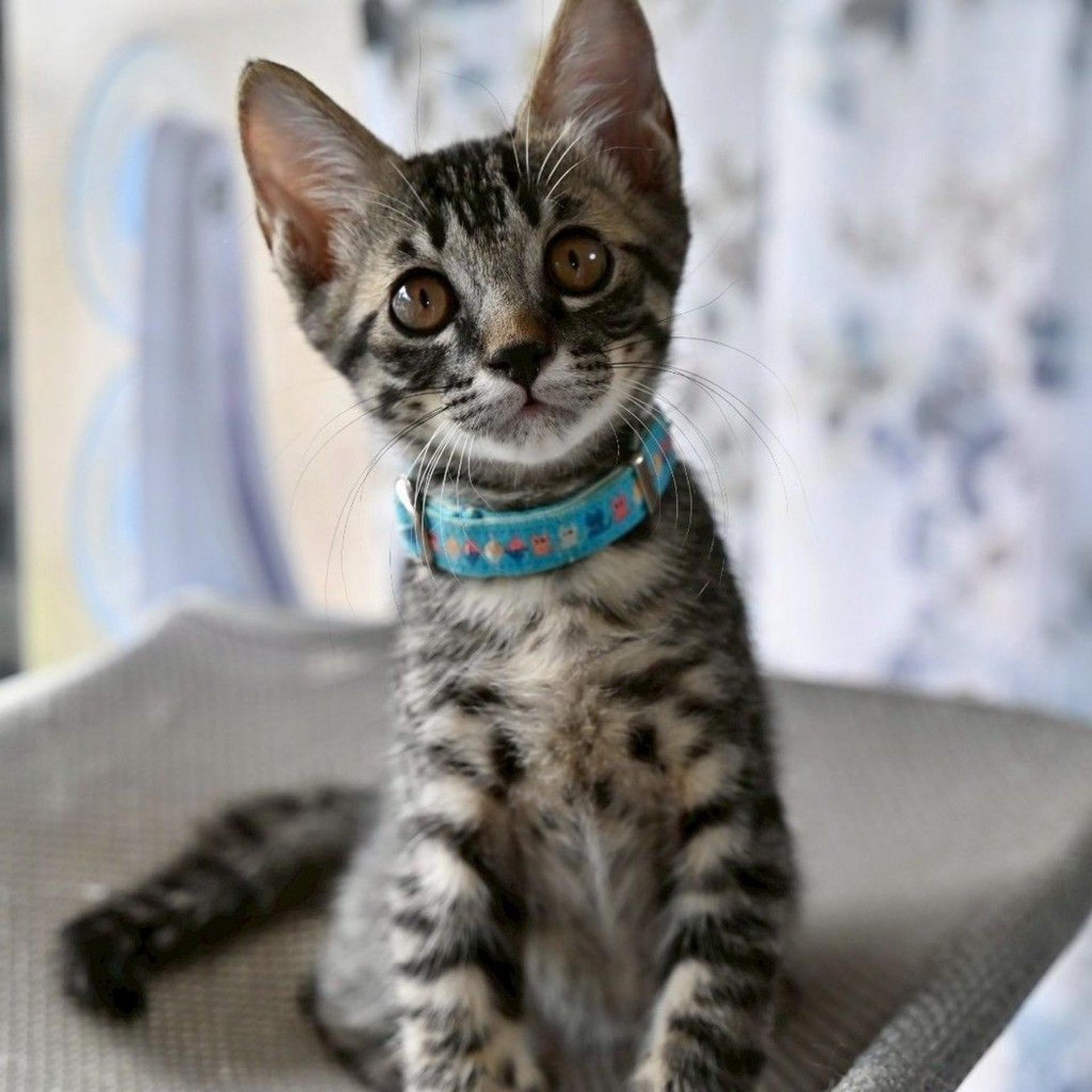 pet-image-7