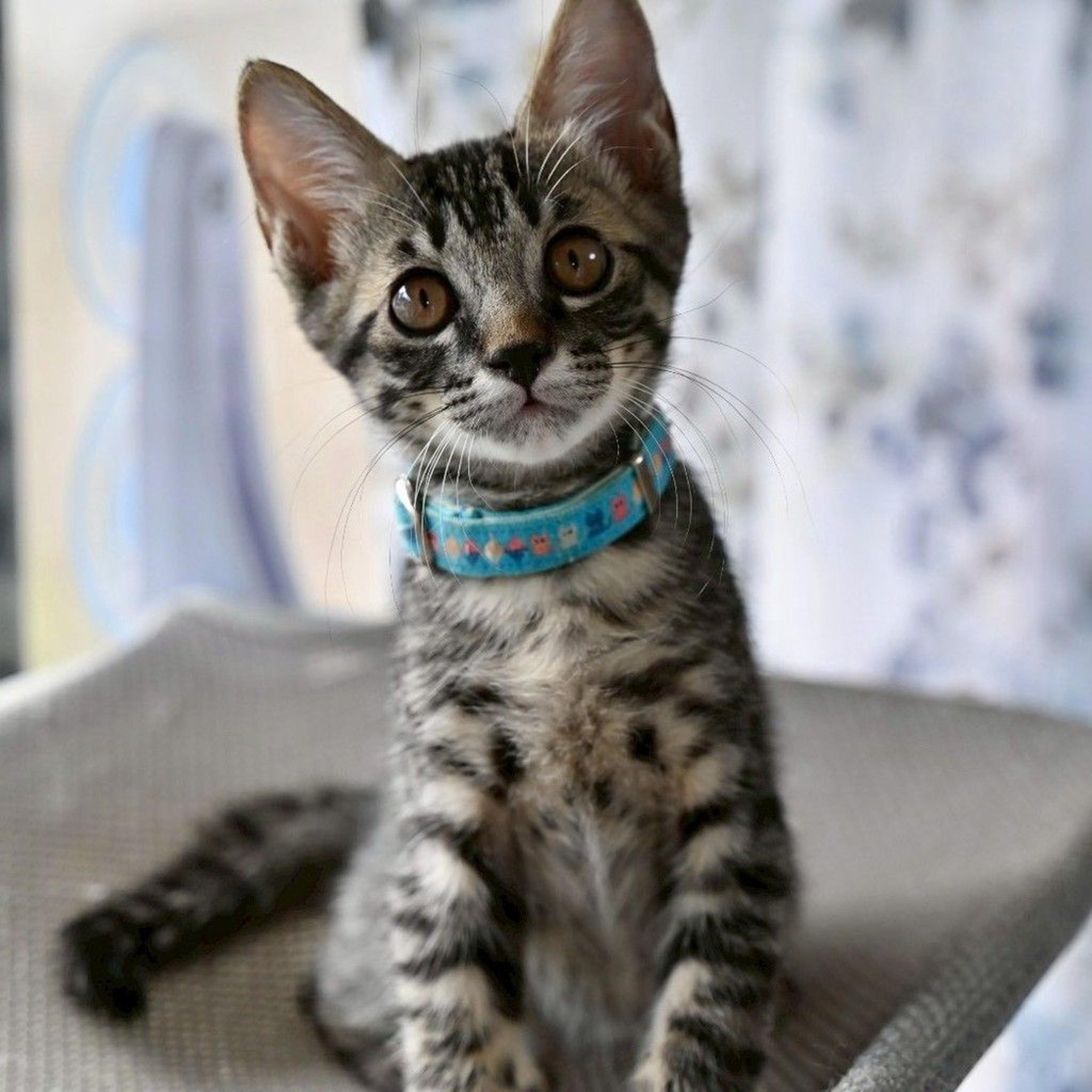 pet-image-7