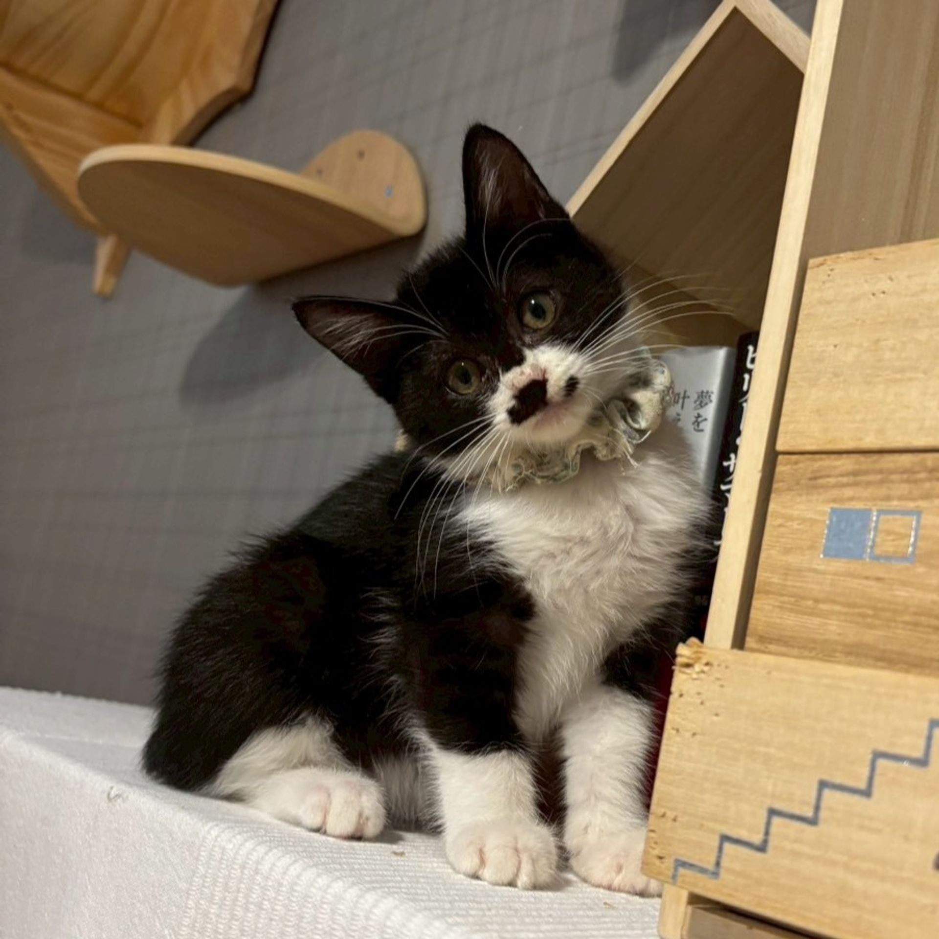 雑種（ミックス猫）・メスの里親募集の写真