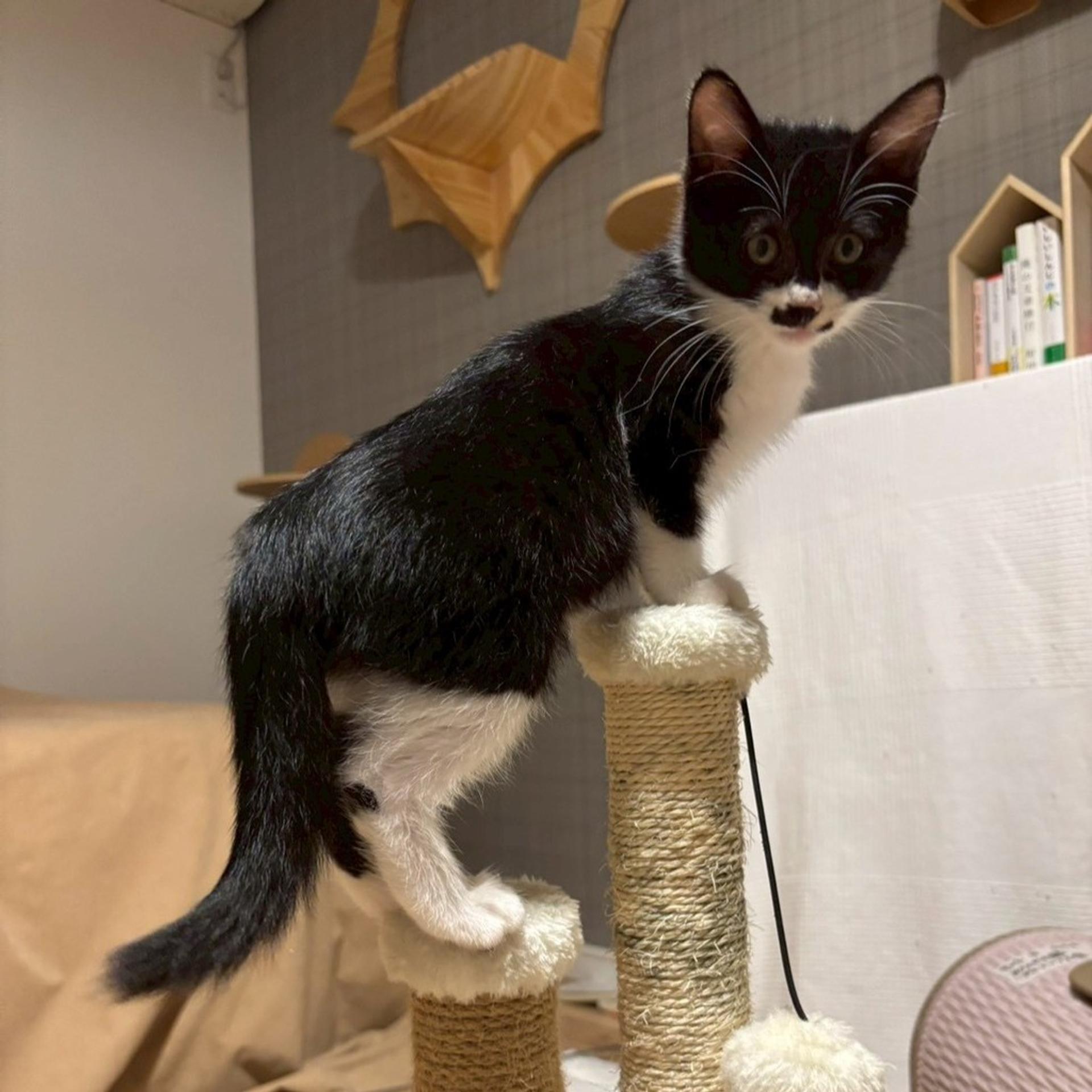 pet-image-2