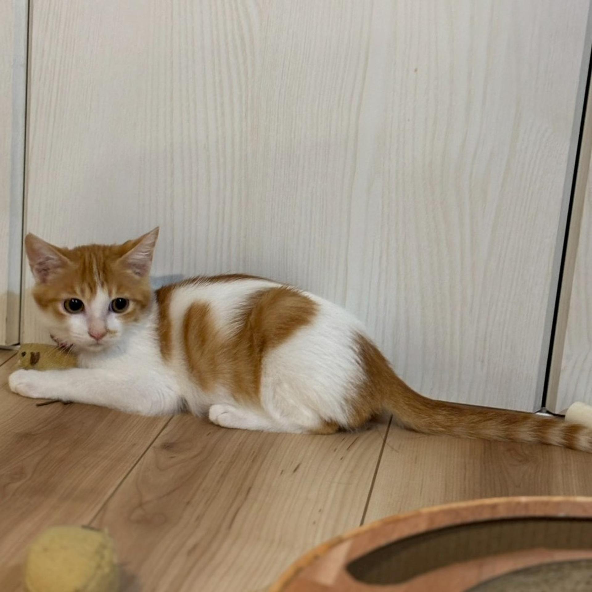 pet-image-3