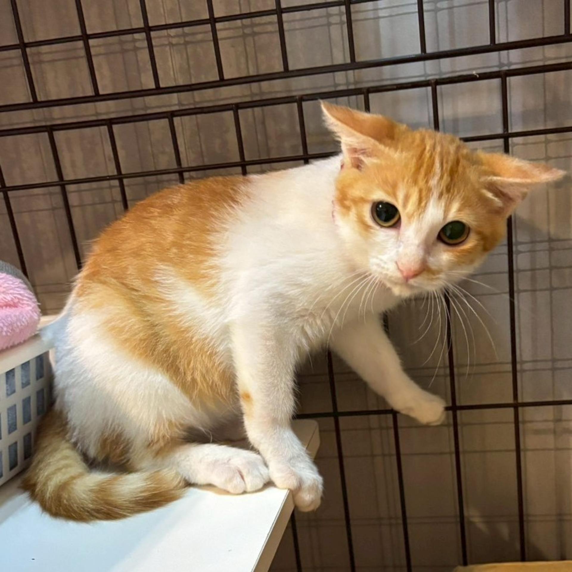pet-image-5