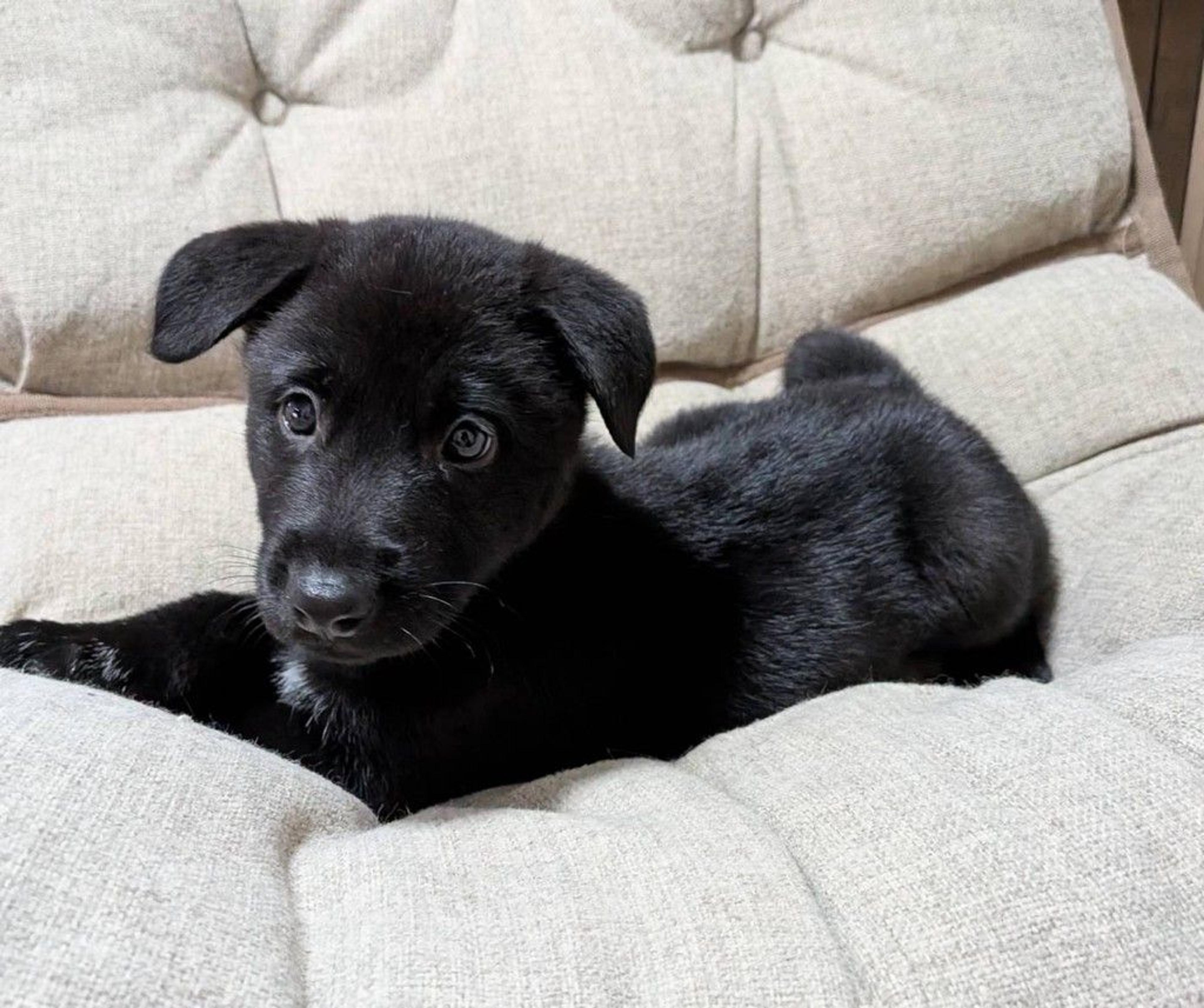 pet-image-4